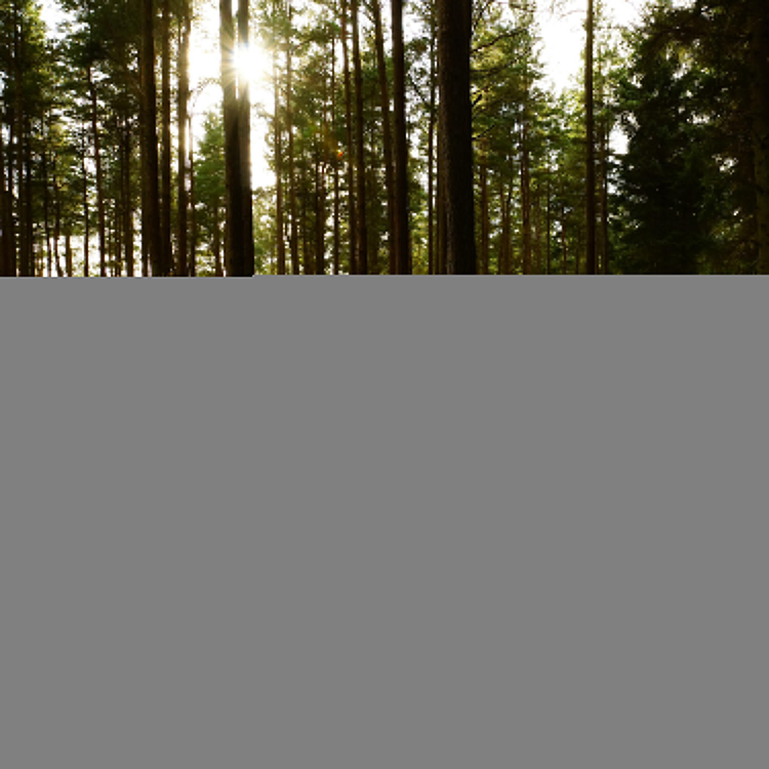 Трек Dreamful Rainfall