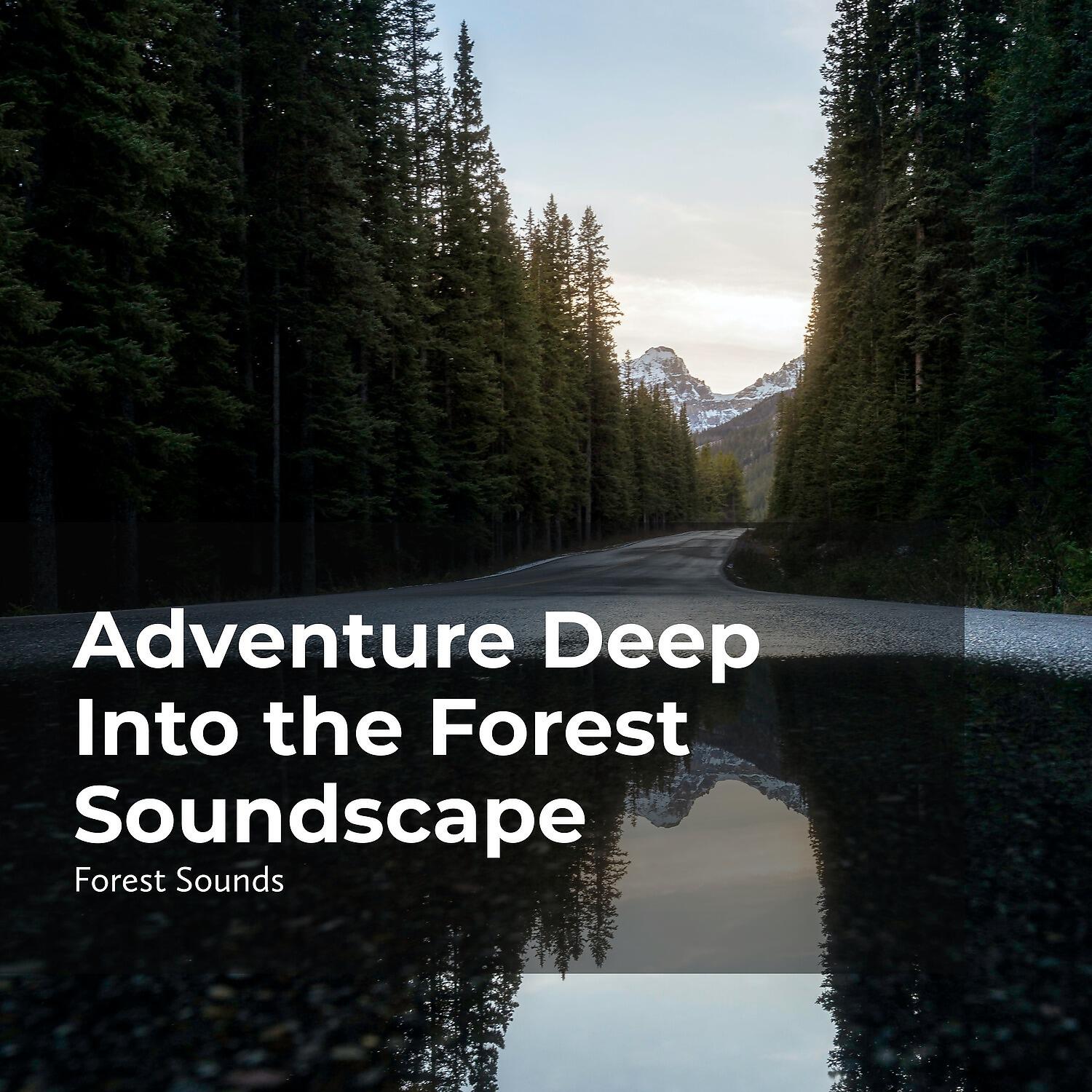 Релиз Adventure Deep Into the Forest Soundscape