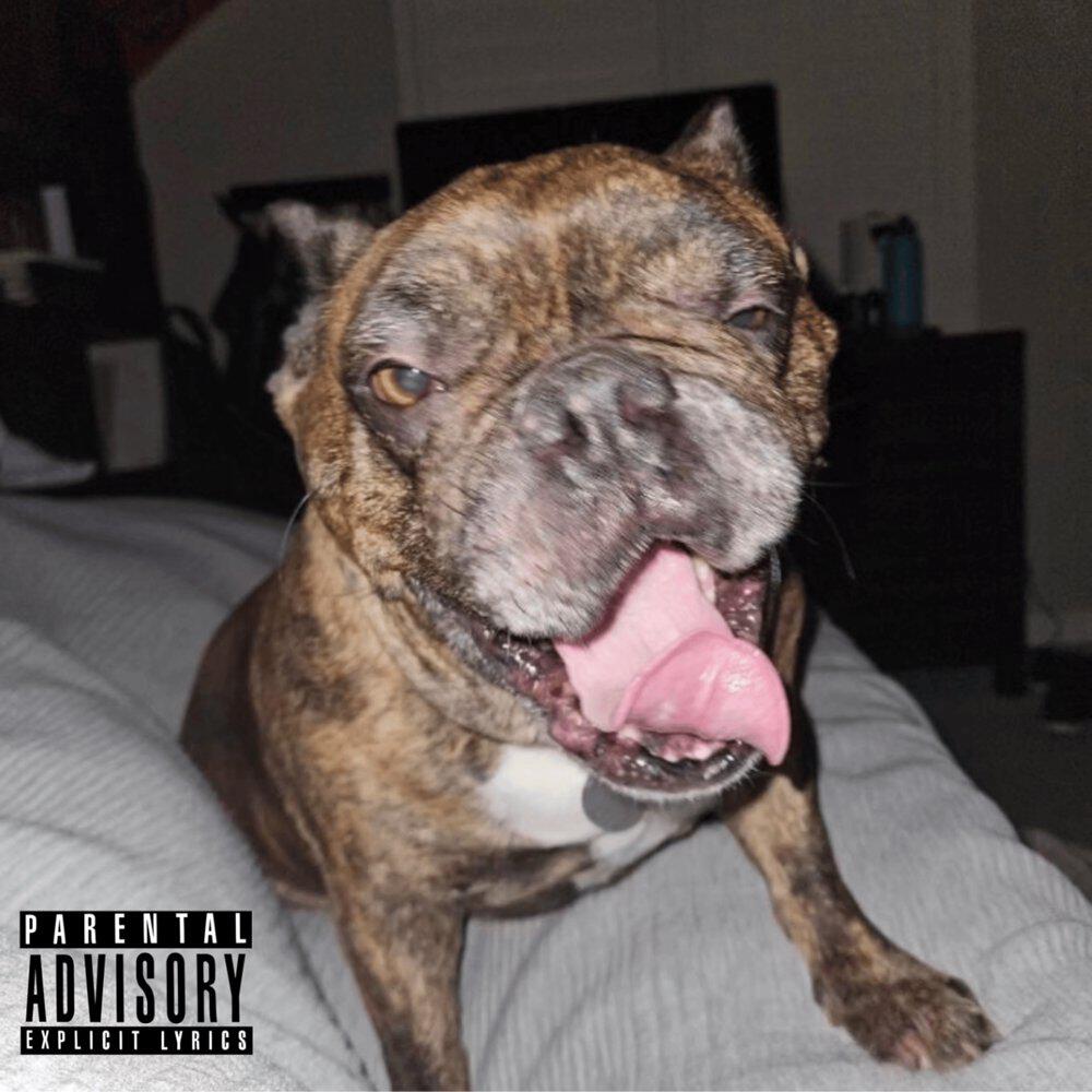 Релиз DOG HOUSE