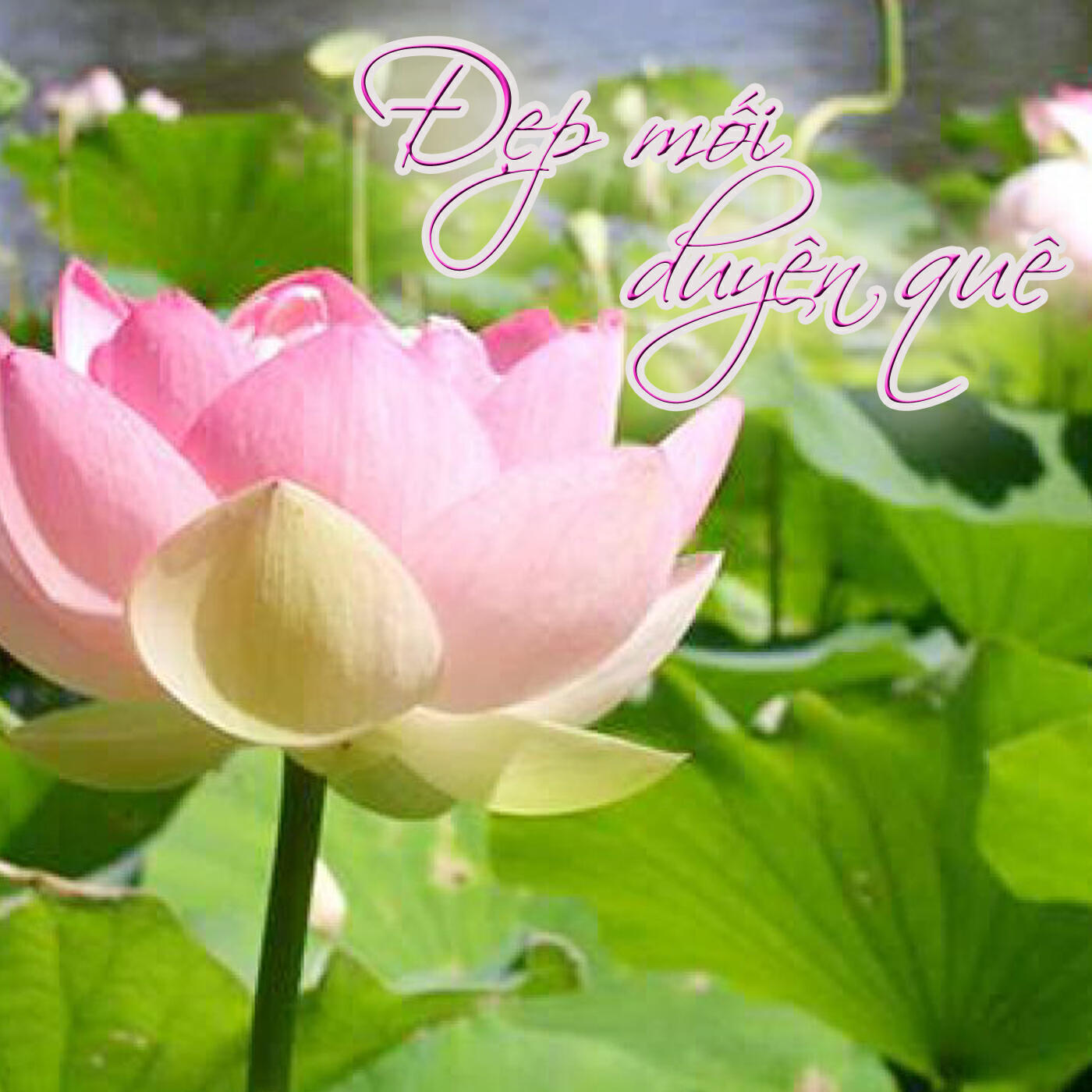 Phương Thanh