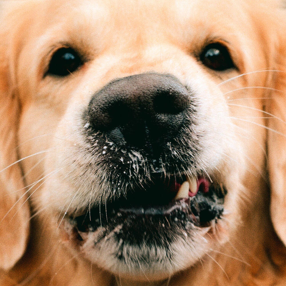 Релиз Goldie