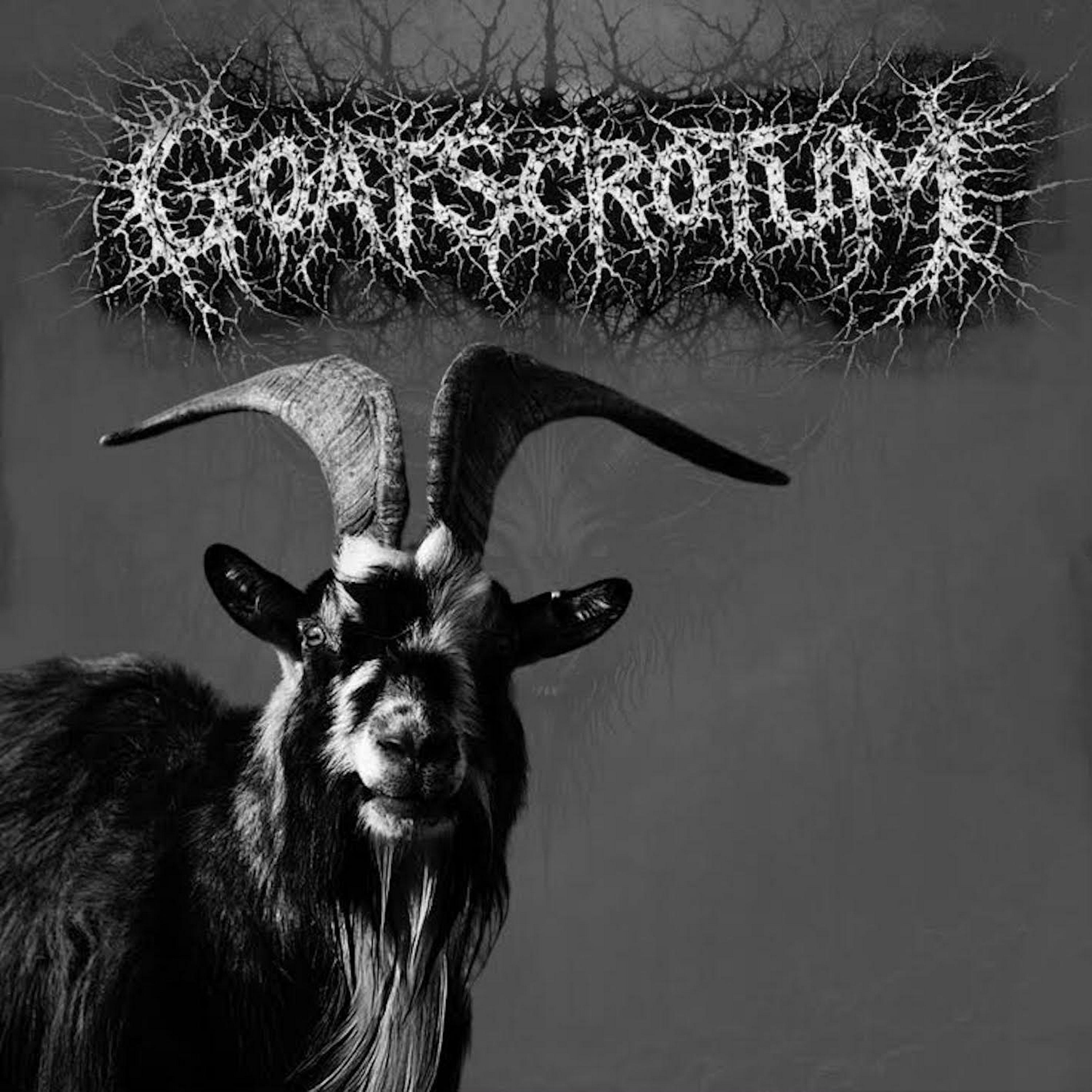 GOATSCROTUM