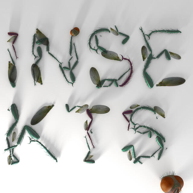 Релиз Insekts