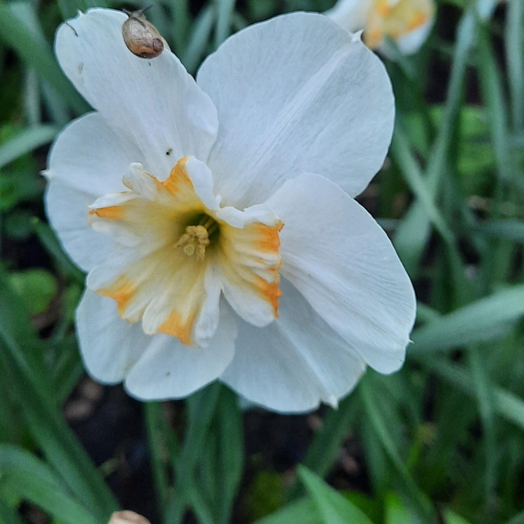 Релиз Нежный образ