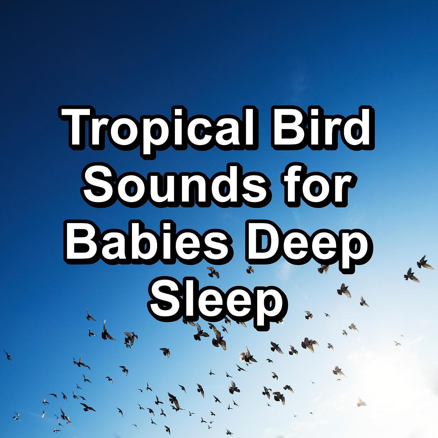 Релиз Tropical Bird Sounds for Babies Deep Sleep