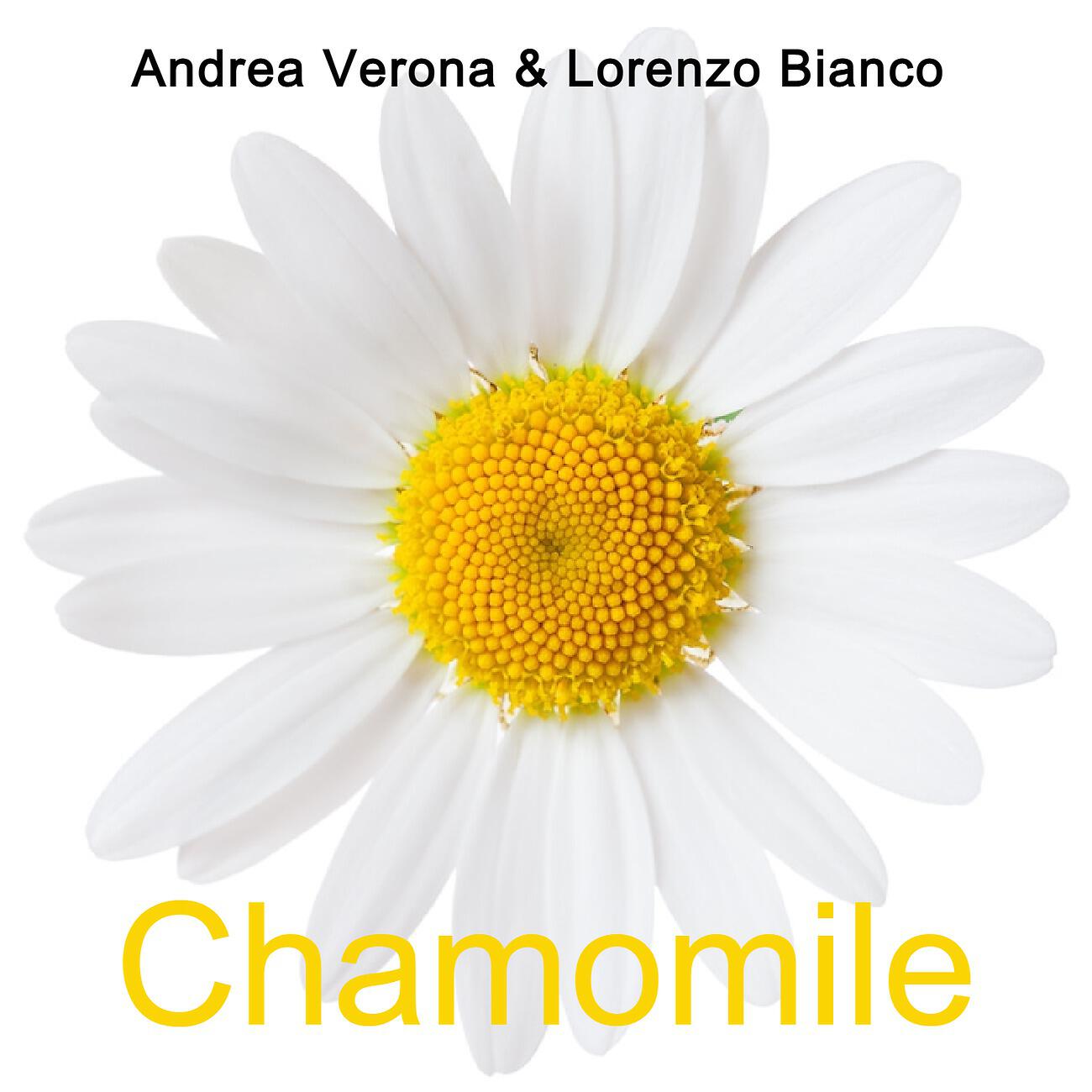 Релиз Chamomile