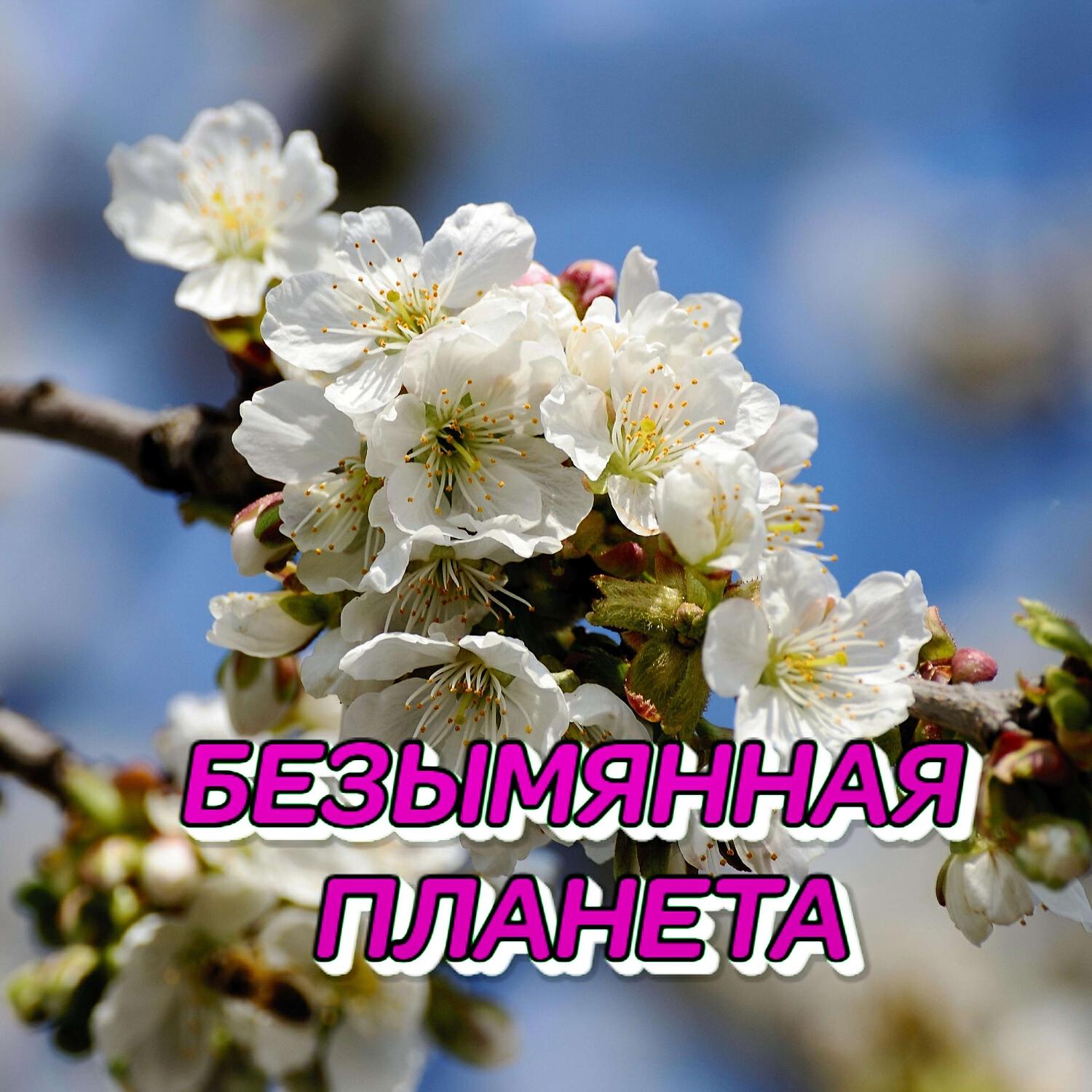 Постер альбома БЕЗЫМЯННАЯ ПЛАНЕТА