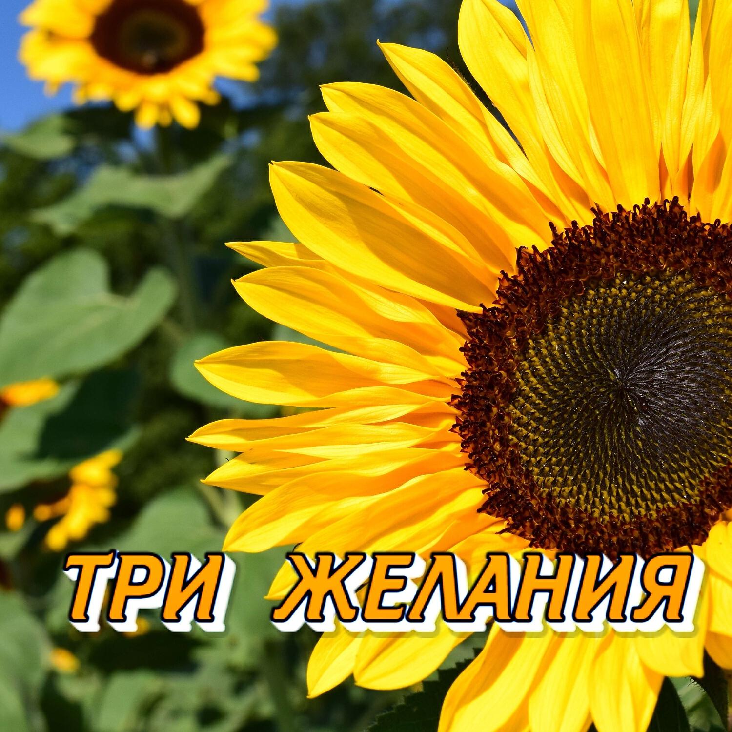 Релиз ТРИ ЖЕЛАНИЯ