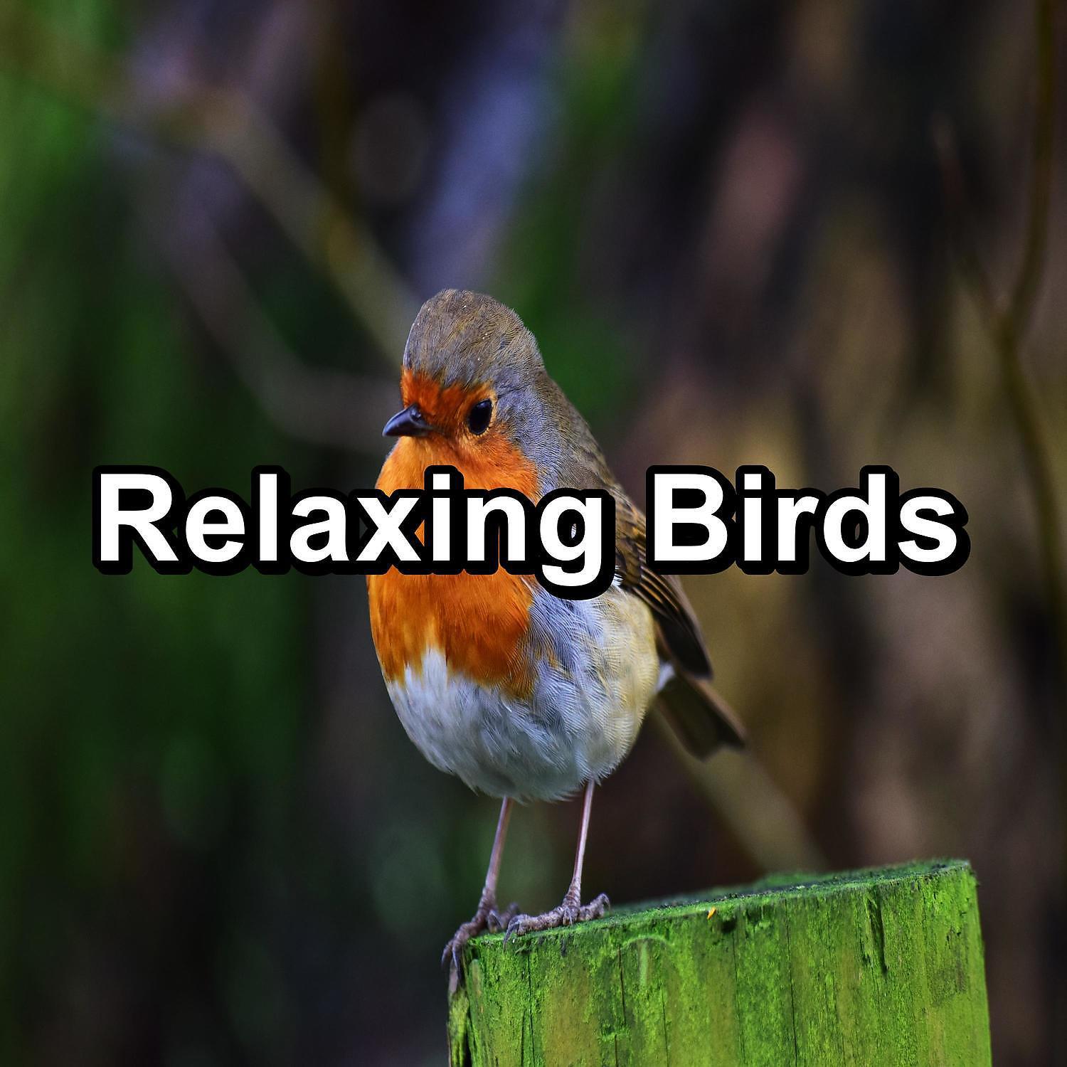 Релиз Relaxing Birds