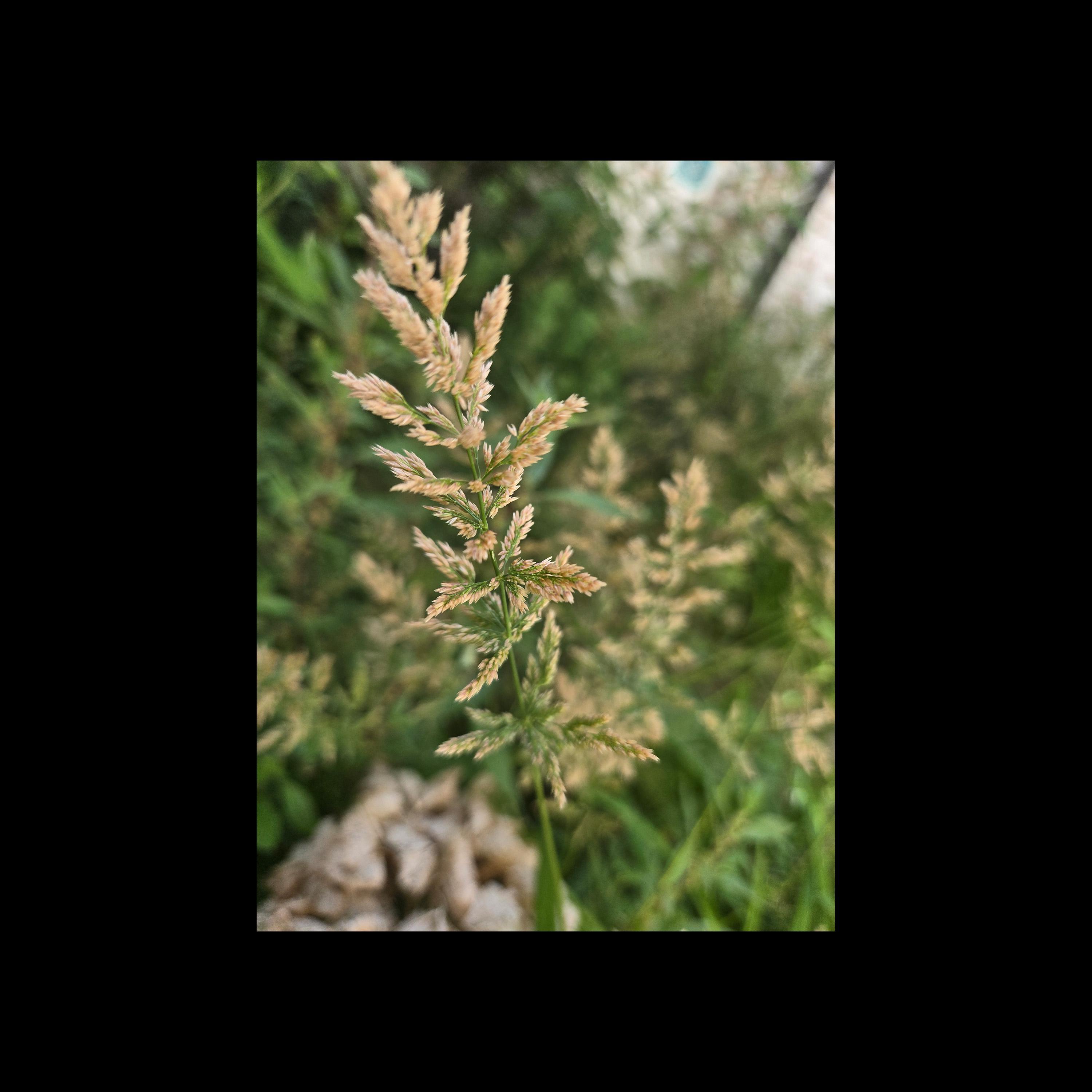 Релиз Strange Garden