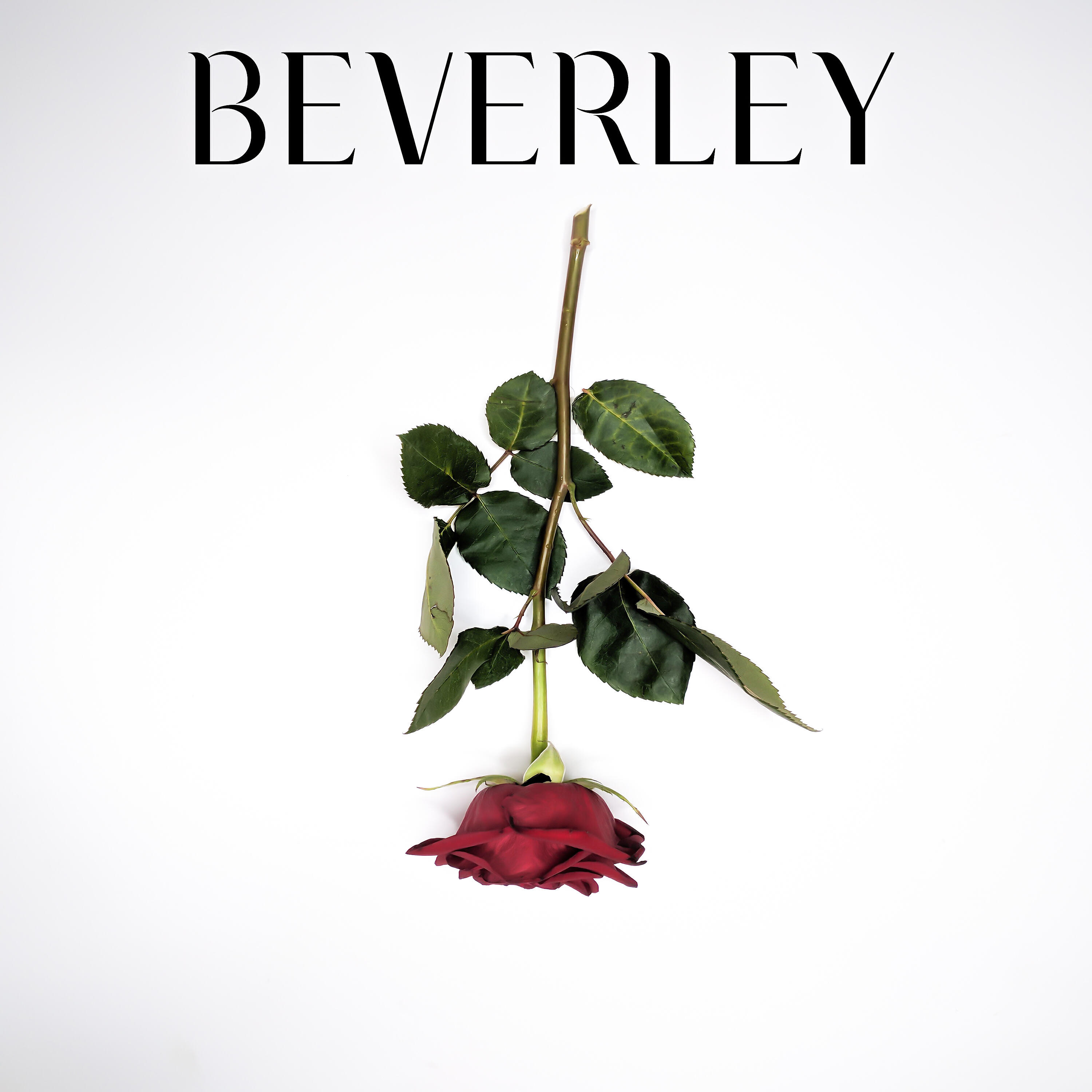 Релиз Beverley
