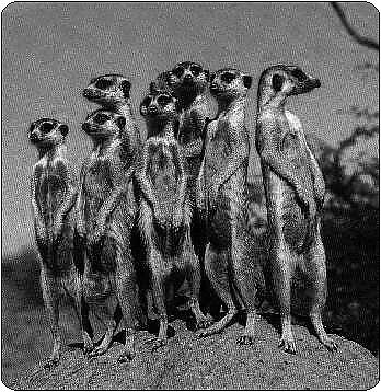 Meerkats