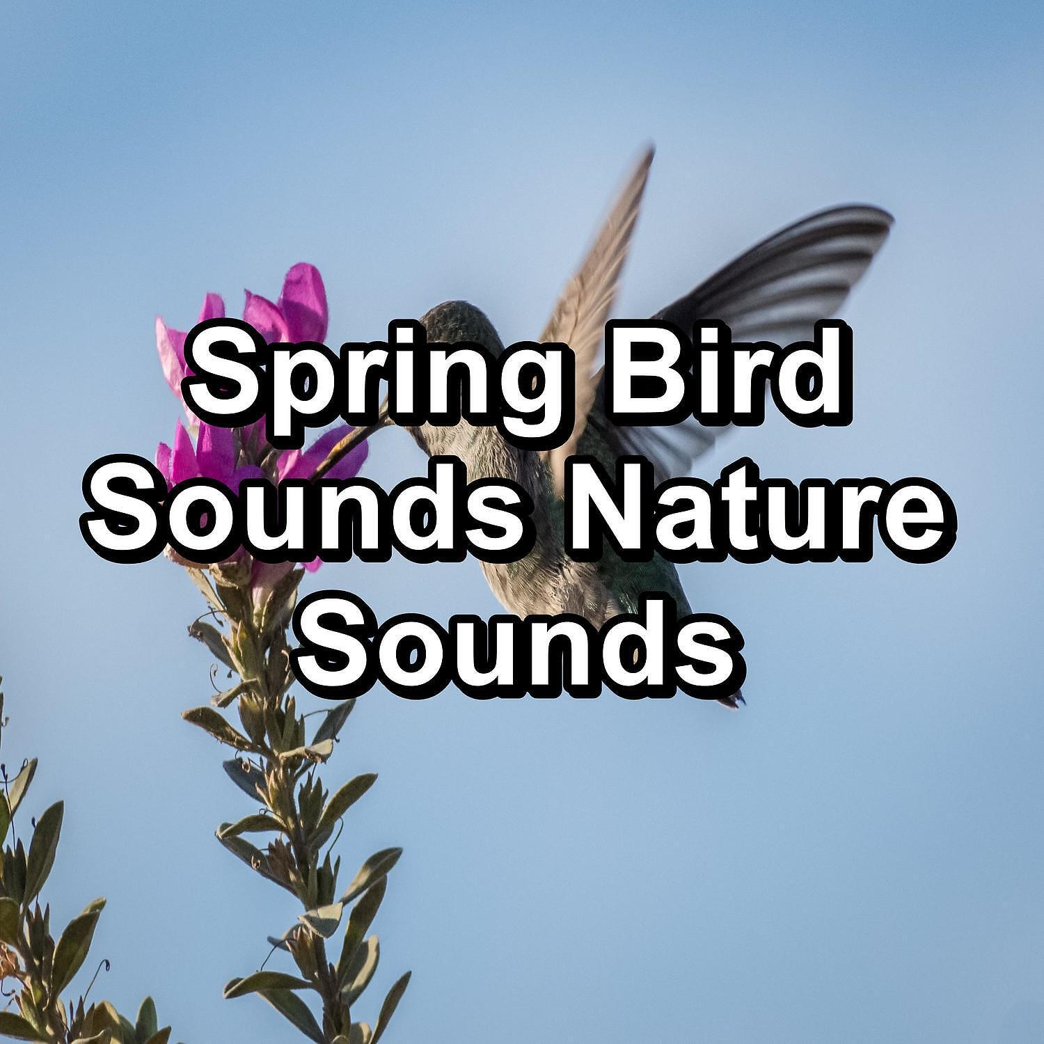 Релиз Spring Bird Sounds Nature Sounds