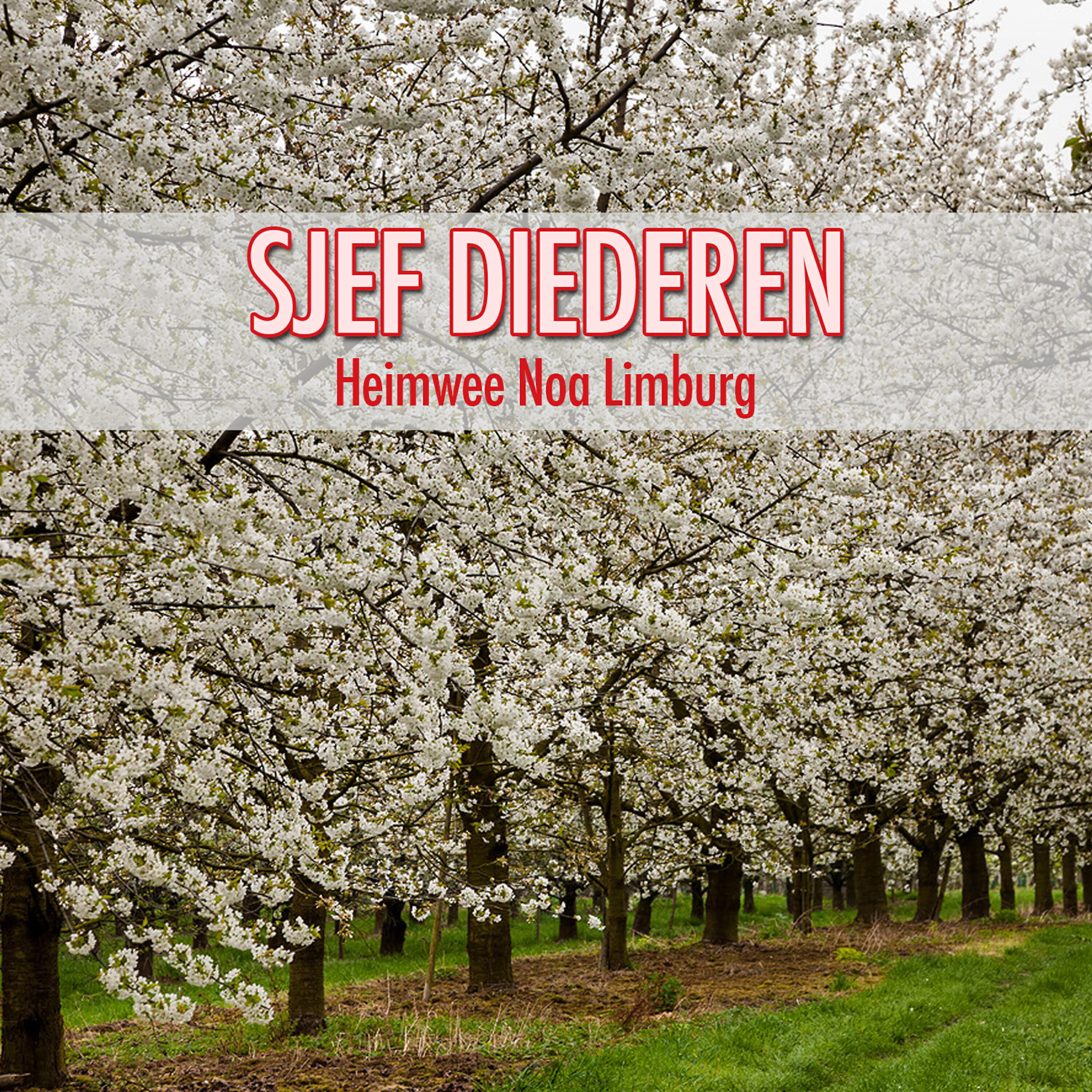Релиз Heimwee Noa Limburg