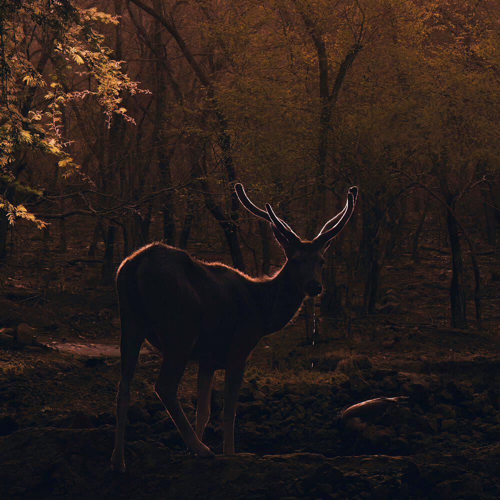 Релиз Fading