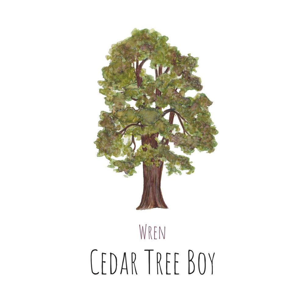 Релиз Cedar Tree Boy