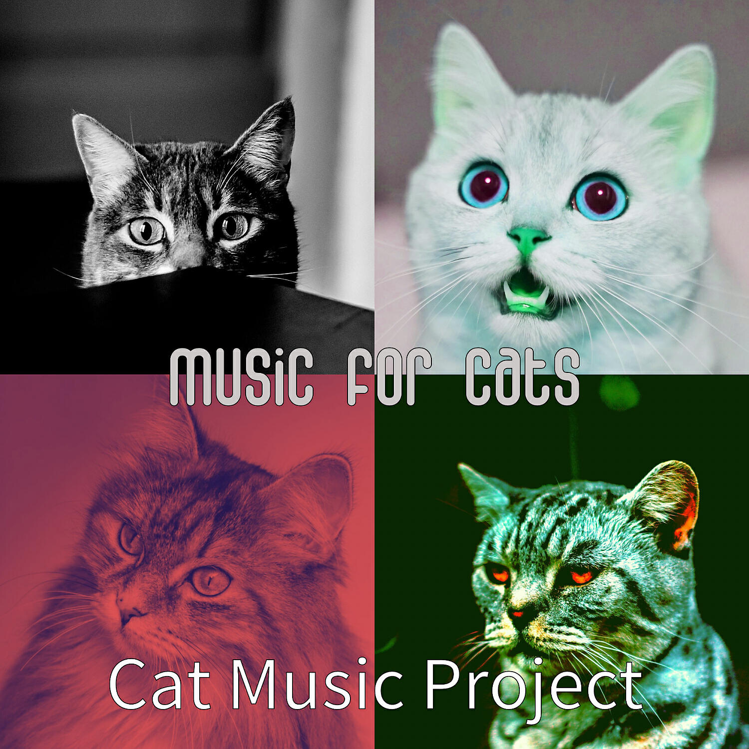 Релиз Music for Cats