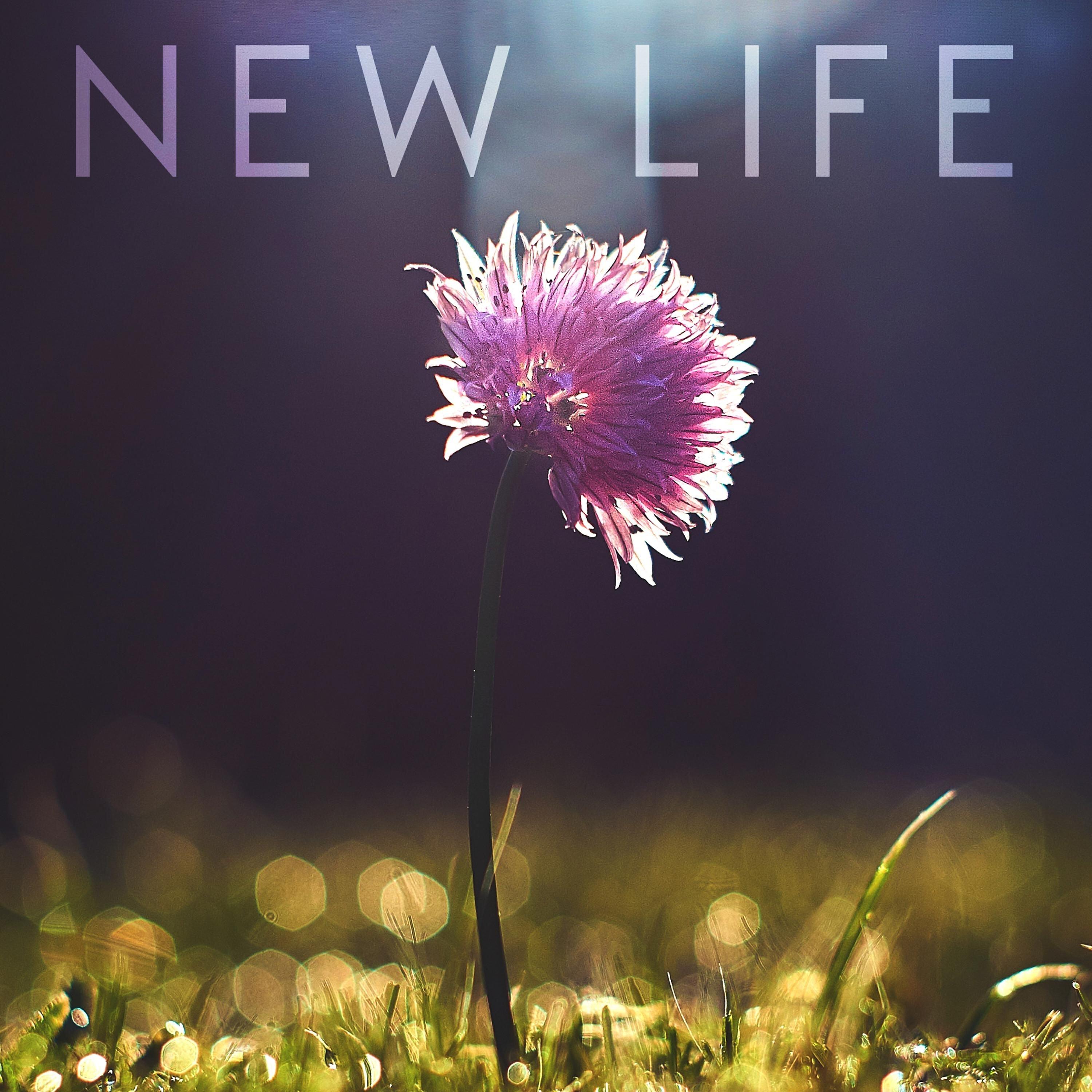 Релиз New Life
