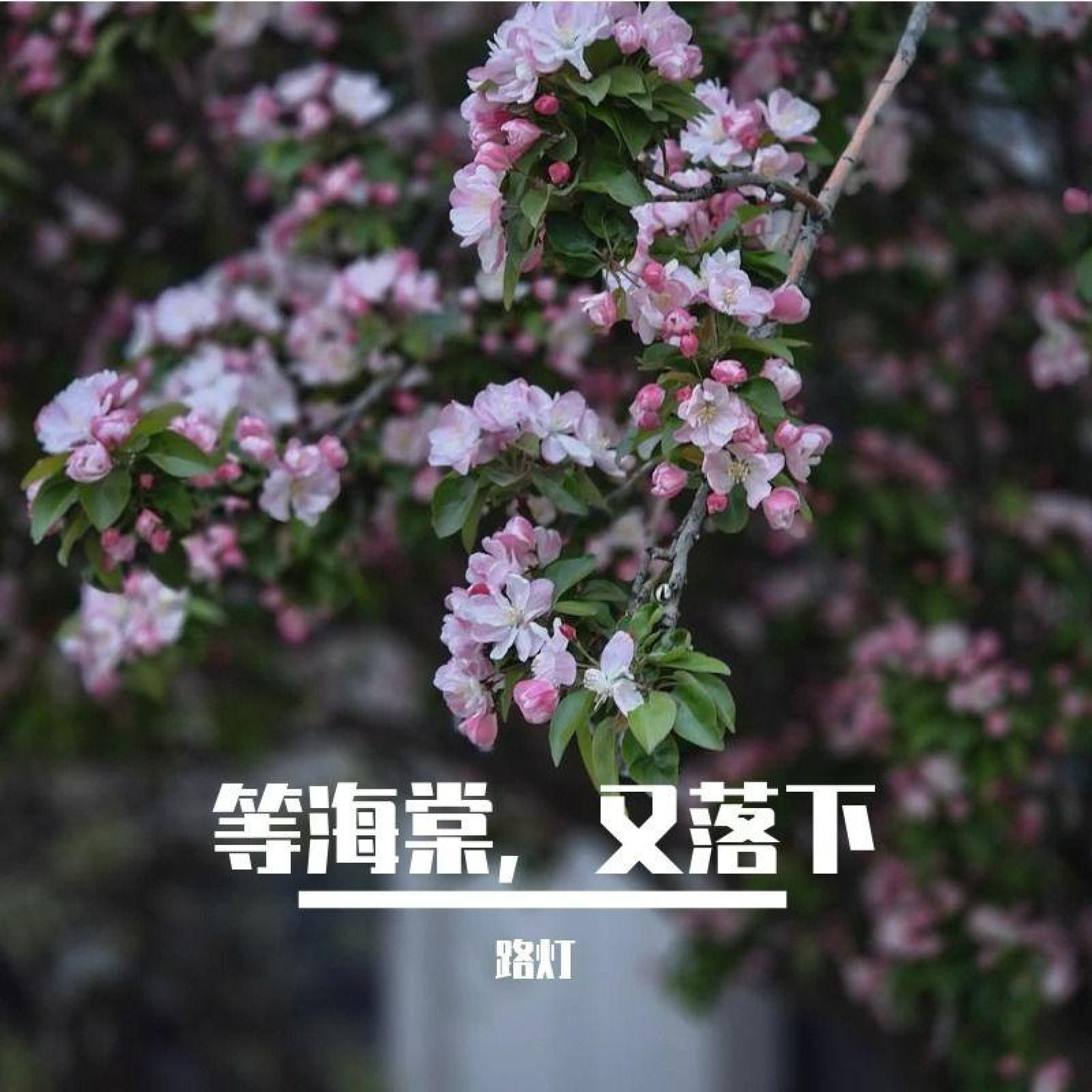 Релиз 等海棠，又落下