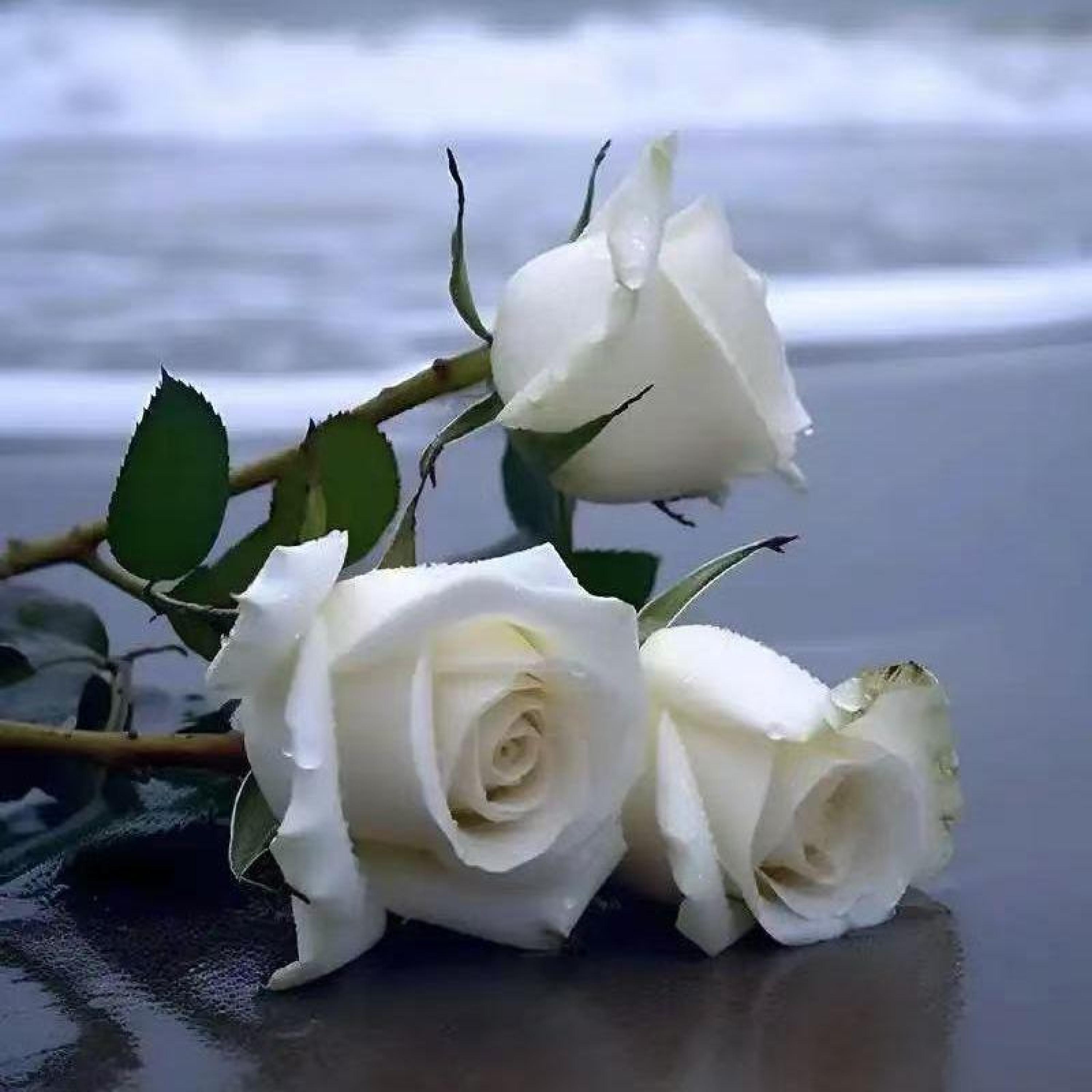 Релиз White Rose