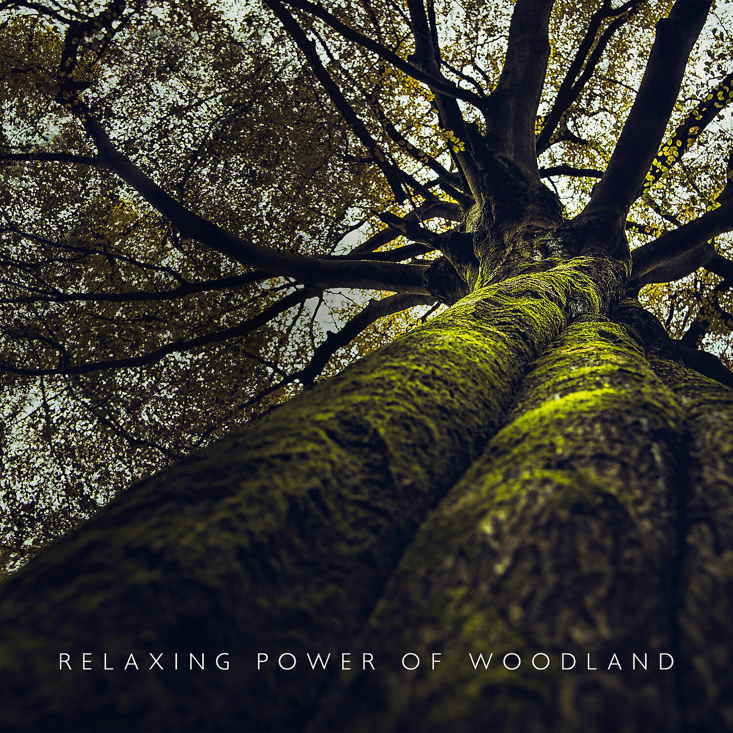 Релиз Relaxing Power of Woodland: Forest Sounds to Cultivate Inner Peace