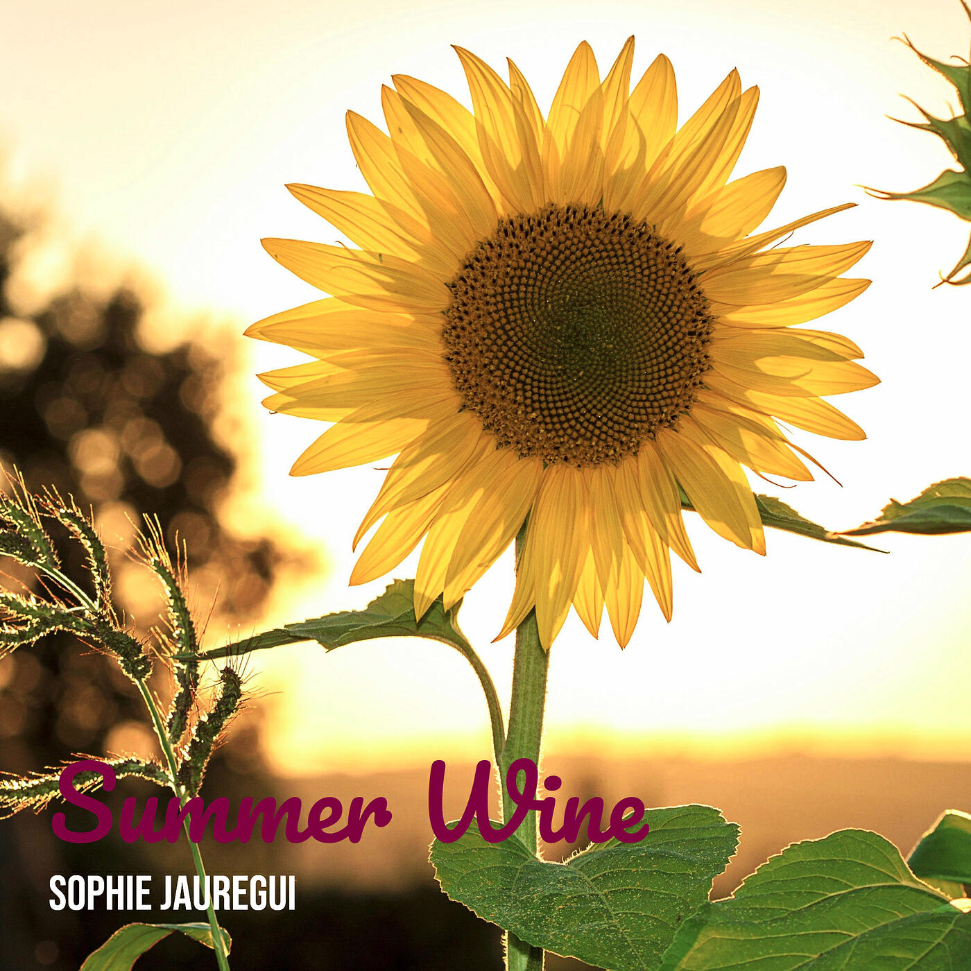 Релиз Summer Wine