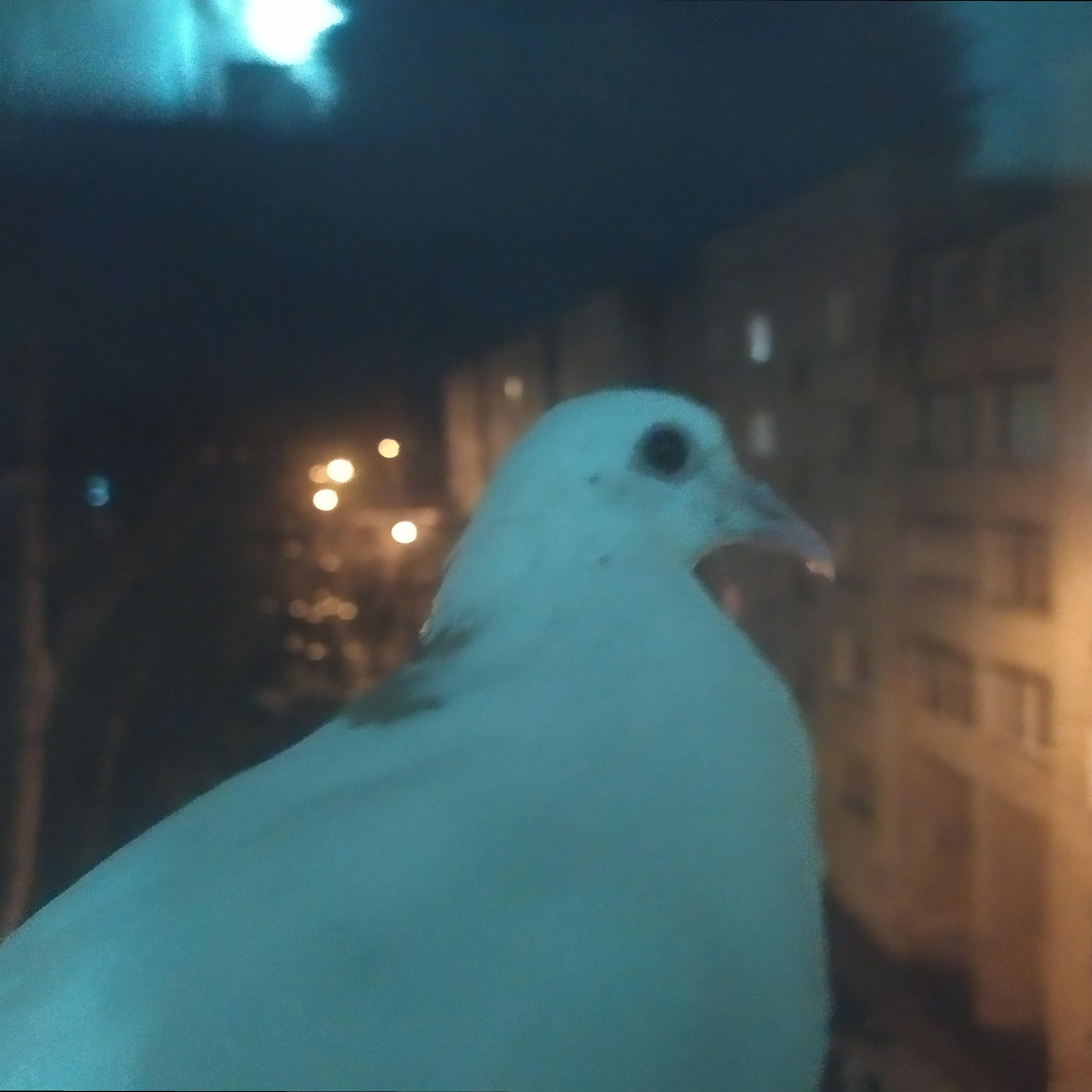 Релиз Birds