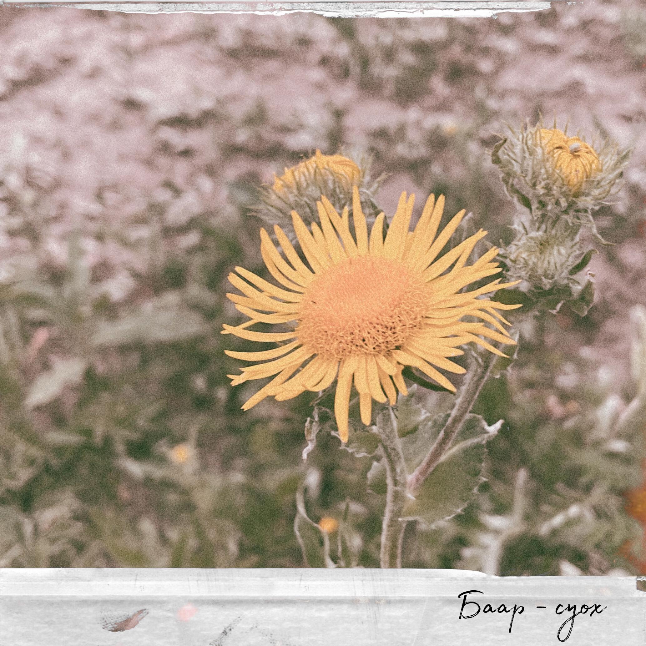 Релиз Баар-суох