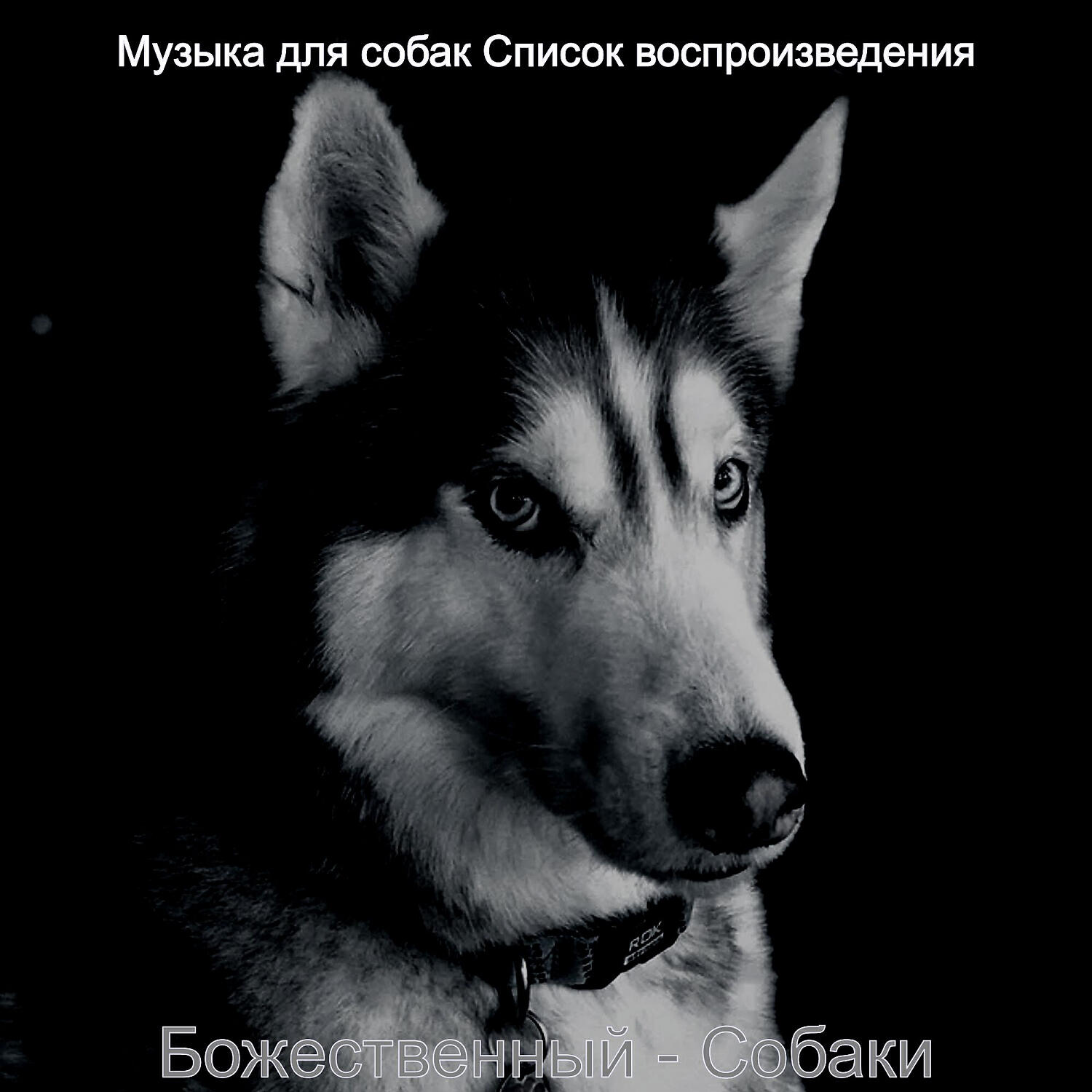 Постер альбома Божественный - Собаки