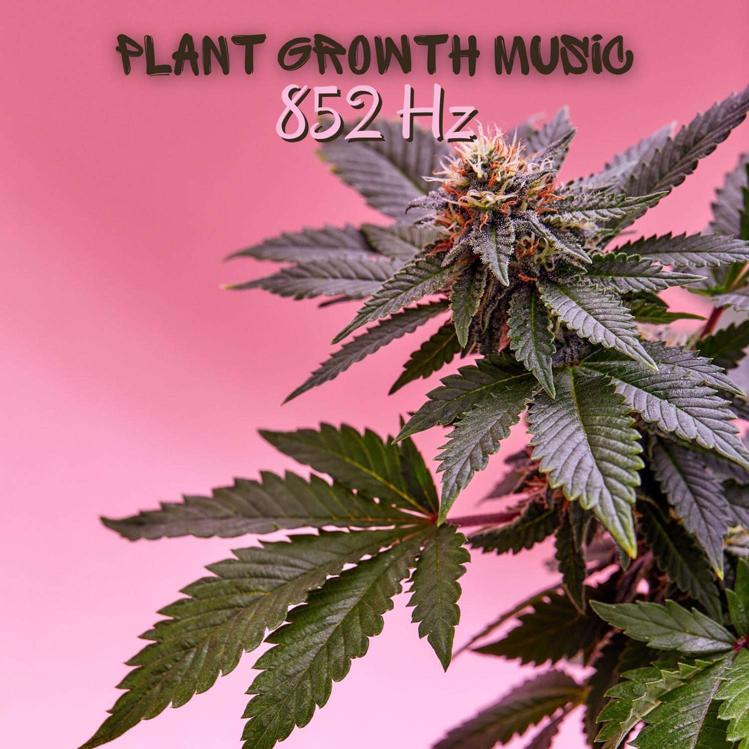 Релиз Growing Cannabis Flower 852 Hz: Fast Plant Growth Music