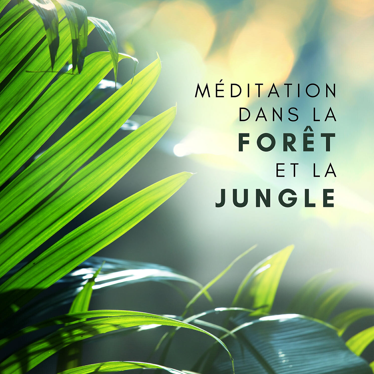 Релиз Méditation dans la forêt et la jungle: Pleine conscience, Relaxation et soulagement du stress avec la meilleure sélection de musique de fond de la nature