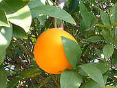 California Oranges