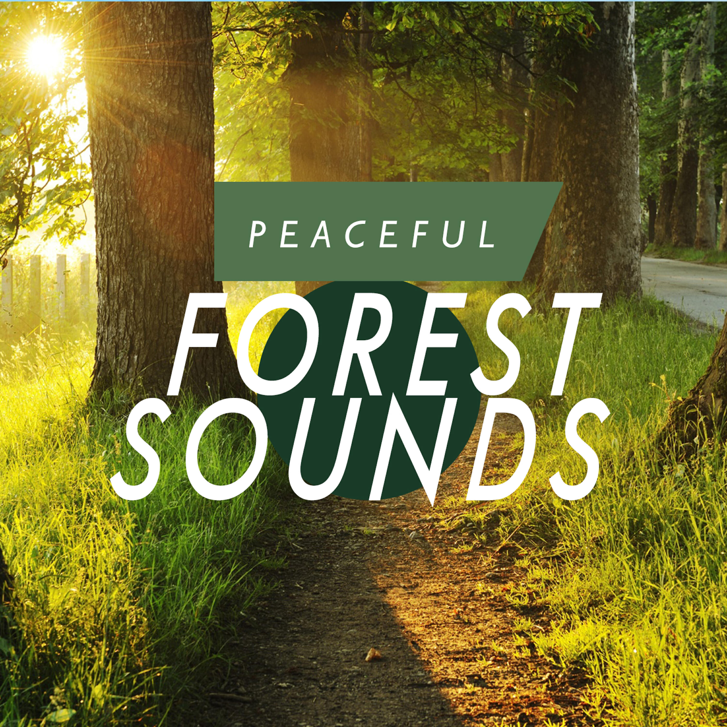 Постер альбома Peaceful Forest Sounds