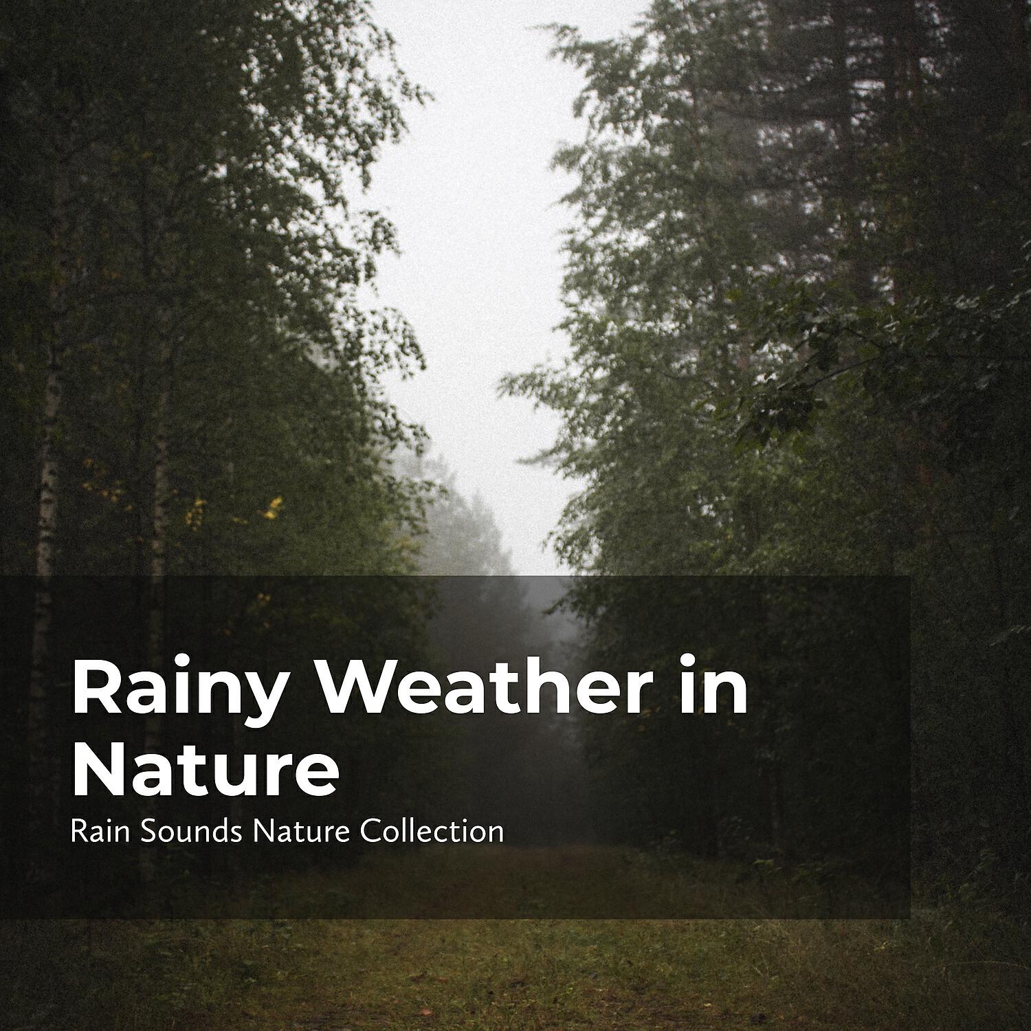 Релиз Rainy Weather in Nature