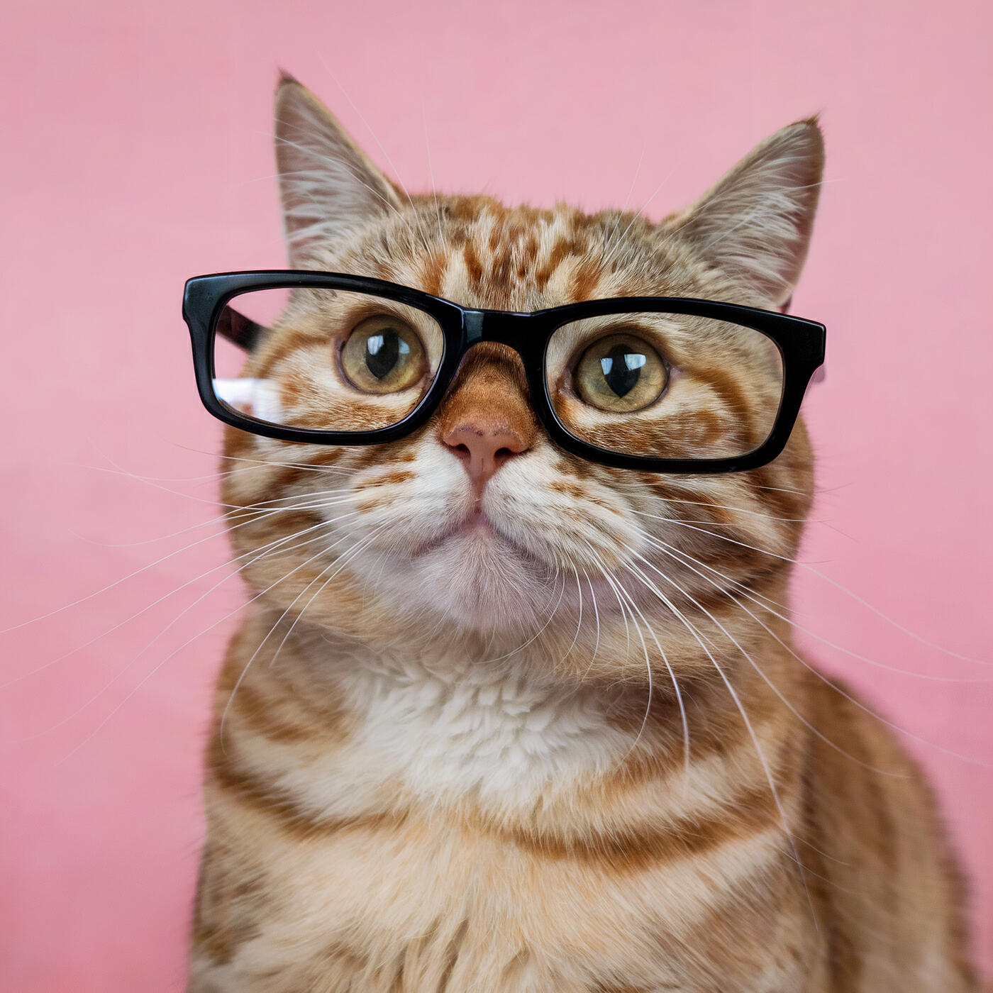 Релиз Funny Sounds for Fyp