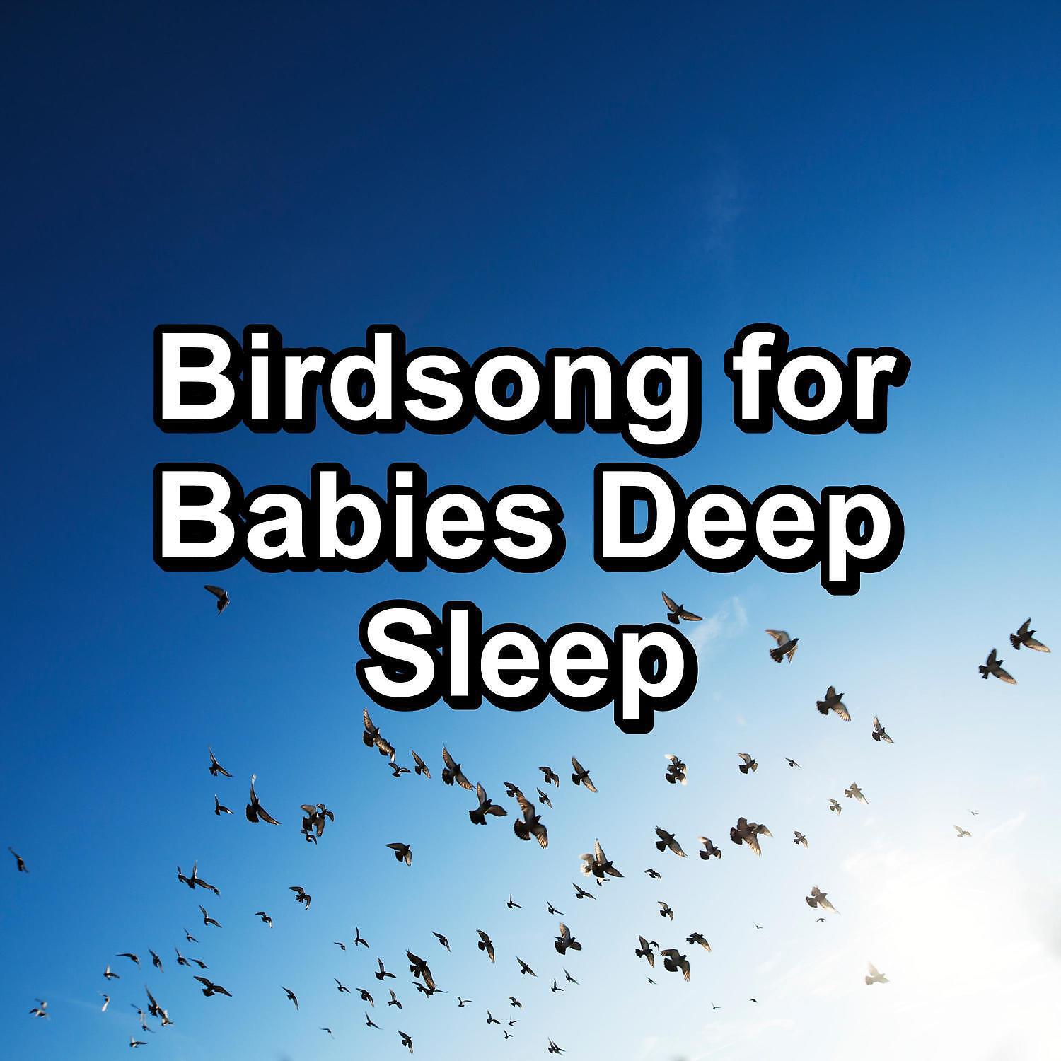 Постер альбома Birdsong for Babies Deep Sleep