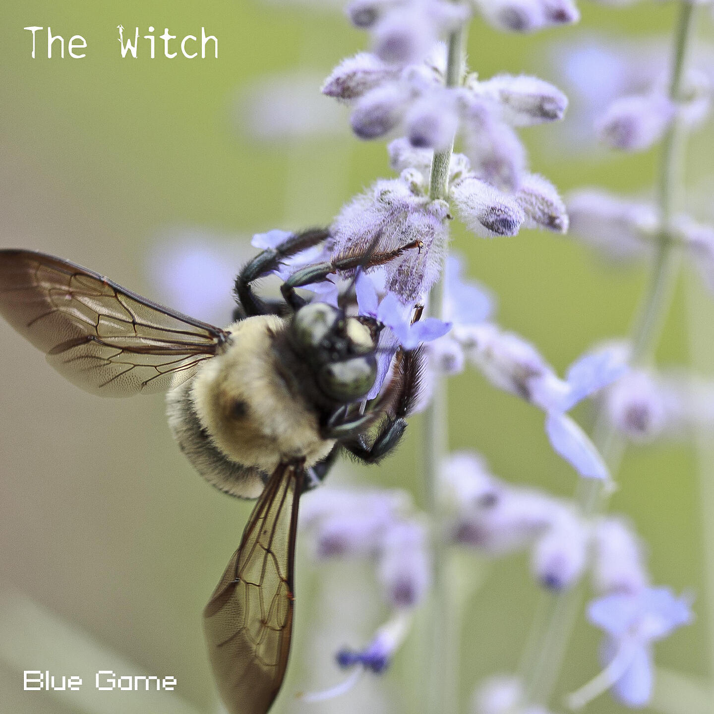 Blue Game
