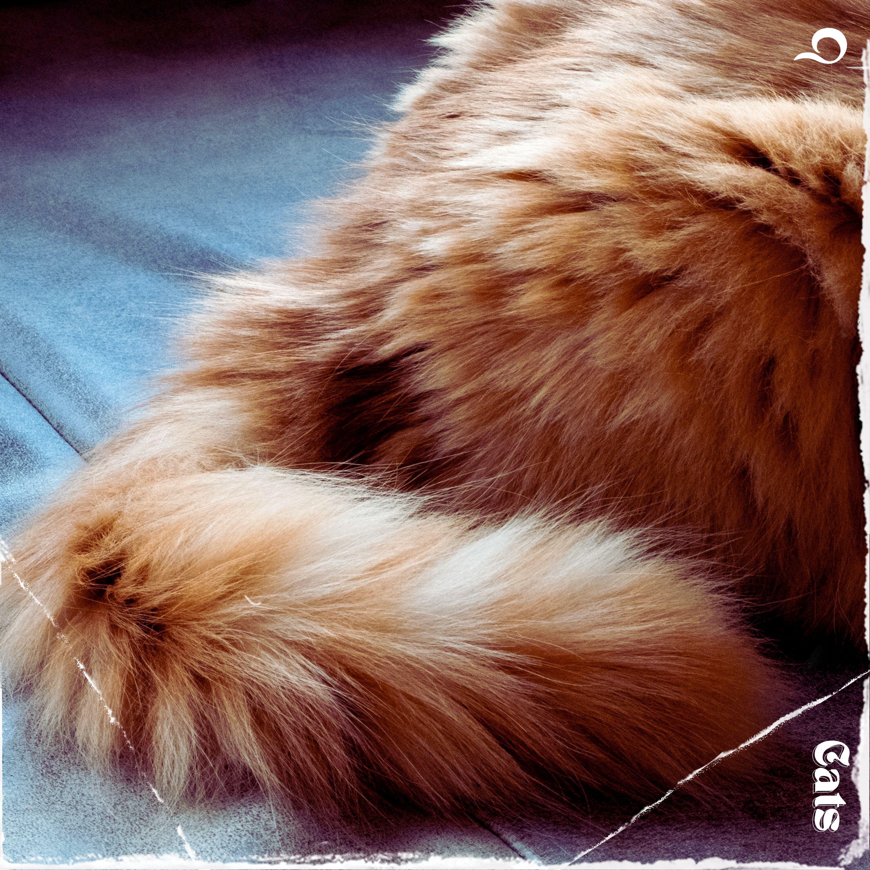 Релиз Cats