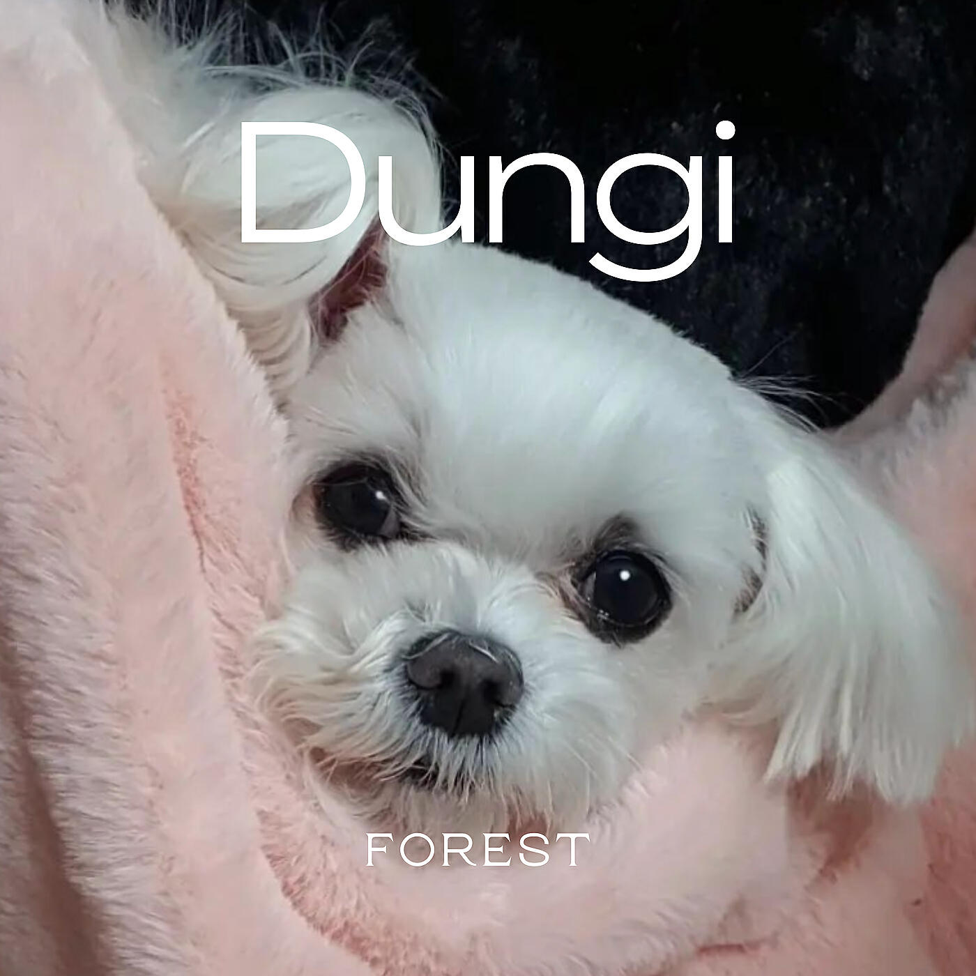 Релиз Dungi