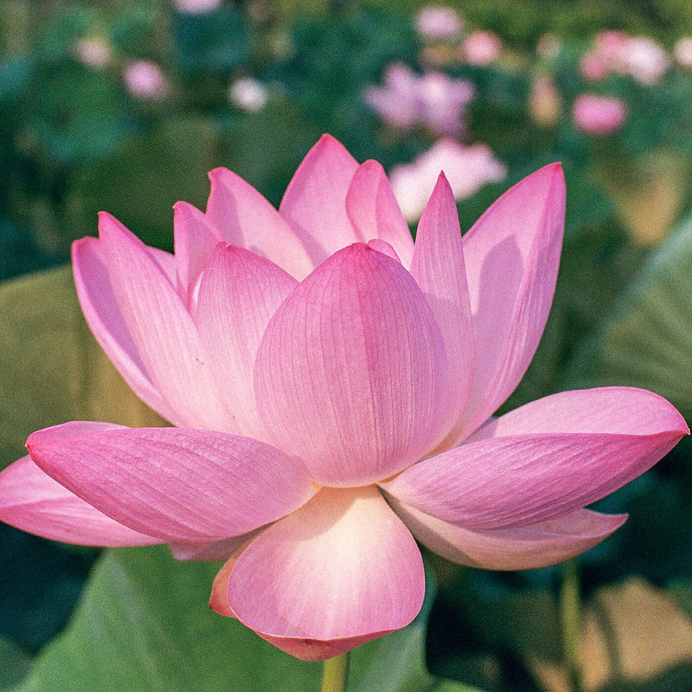 Релиз Lotus