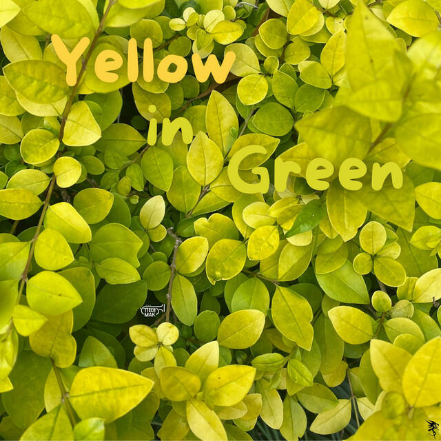 Релиз Yellow in Green