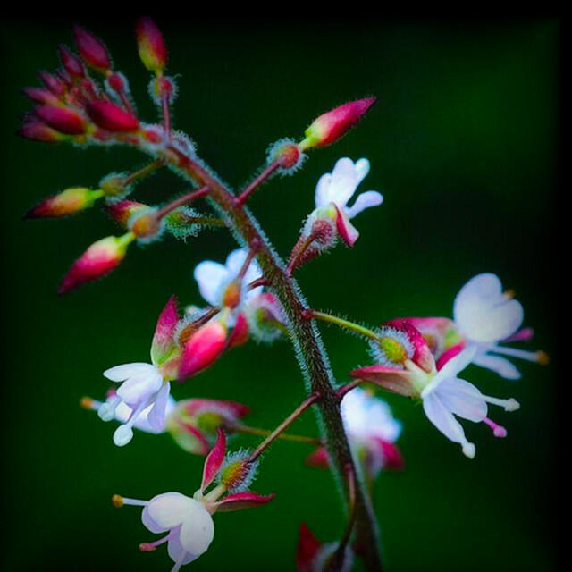 Релиз FLOWERS OF THE FLOATING WORLD: Enchanter's Nightshade~夏