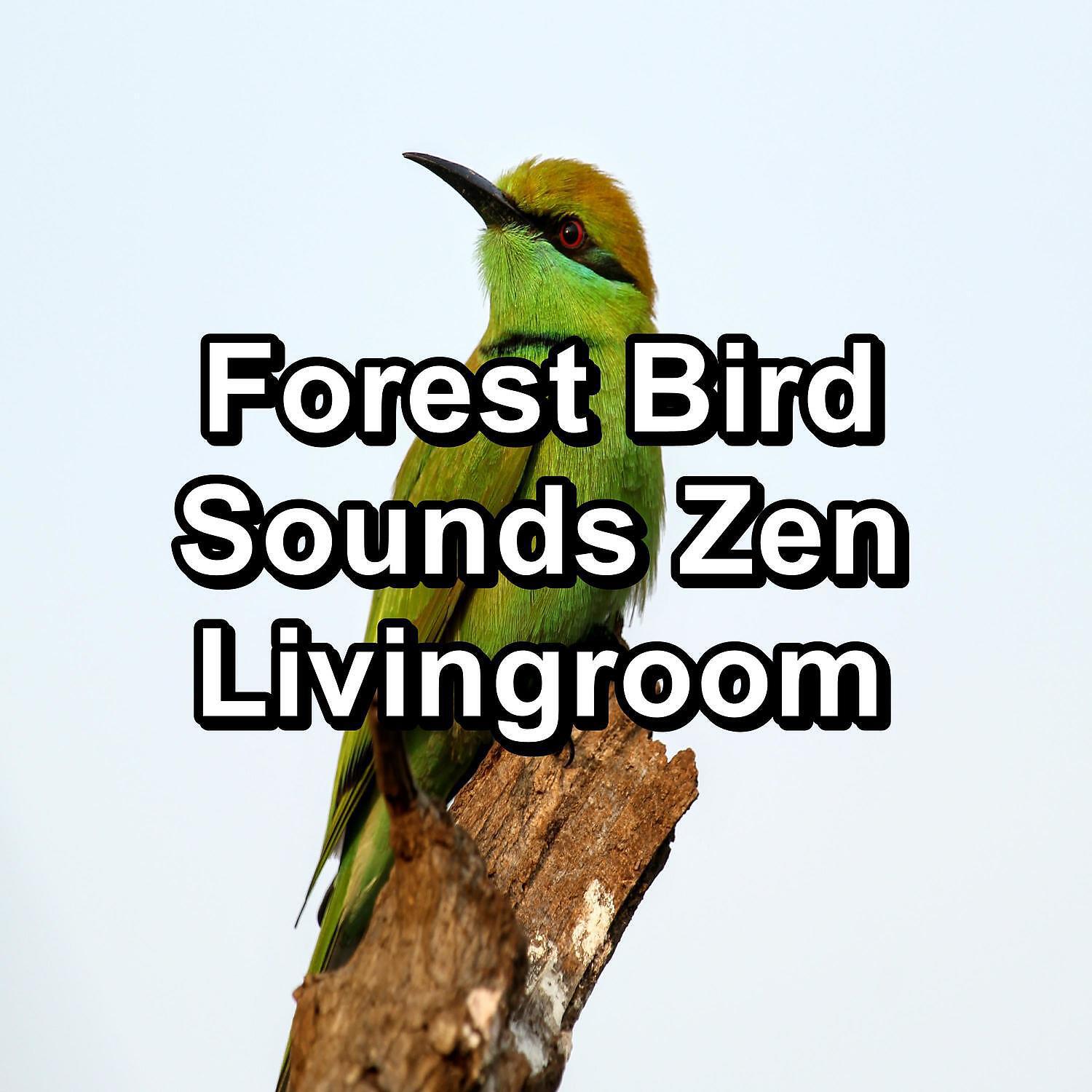 Релиз Forest Bird Sounds Zen Livingroom
