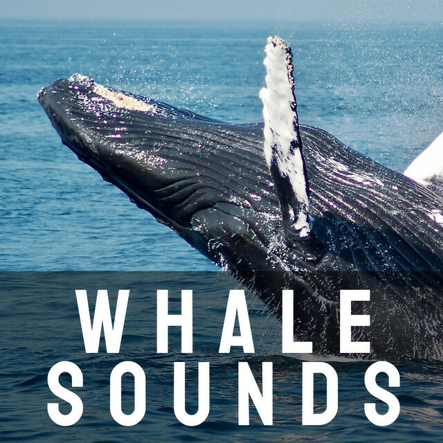 Релиз Whale Sounds
