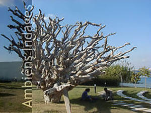 Ambiens Indages
