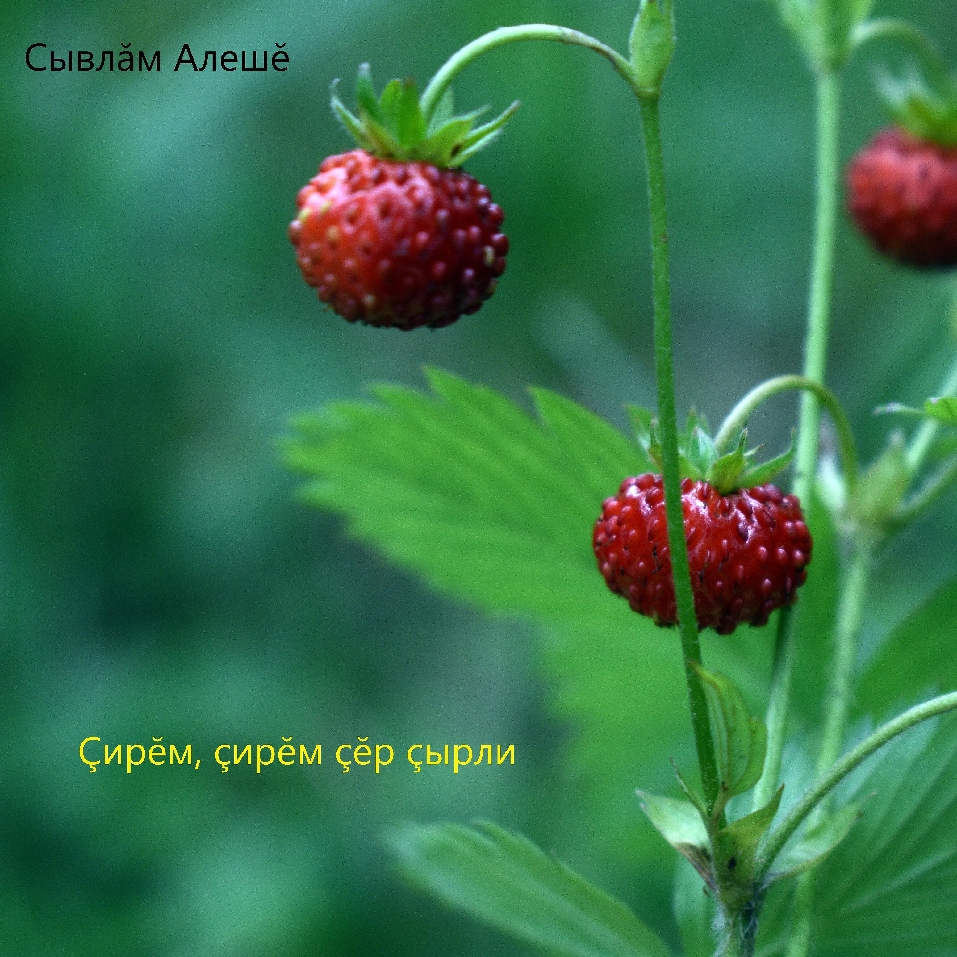 Релиз Çирĕм, çирĕм çĕр çырли