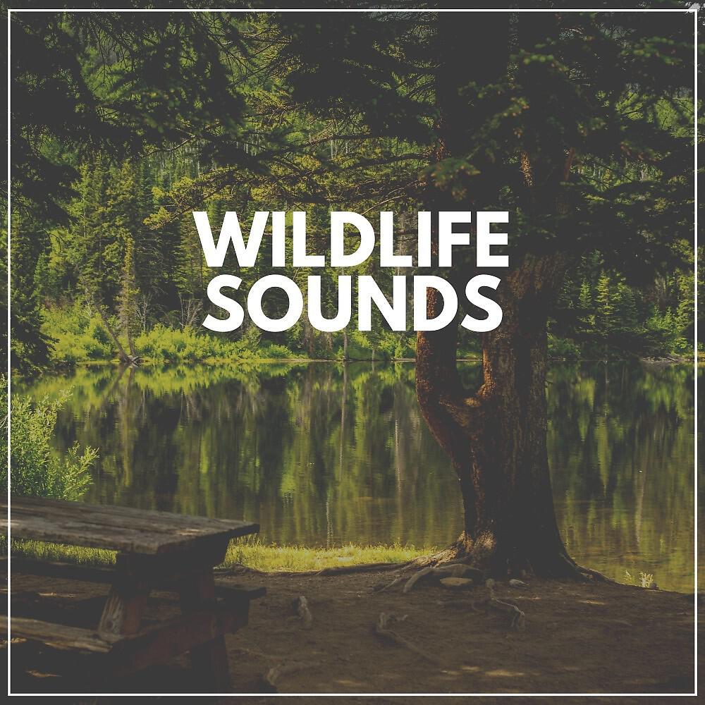 Релиз Wildlife Sounds