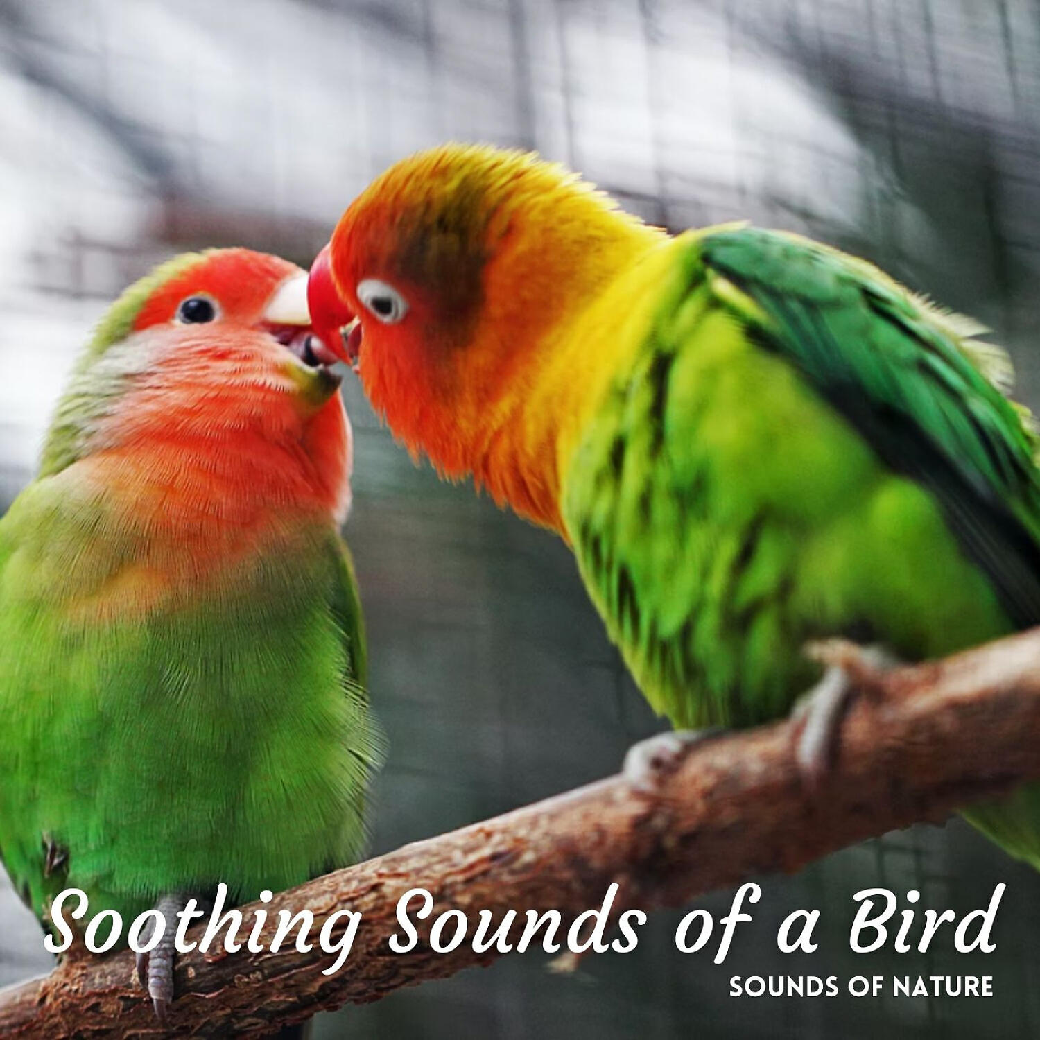 Релиз Sounds of Nature: Soothing Sounds of a Bird