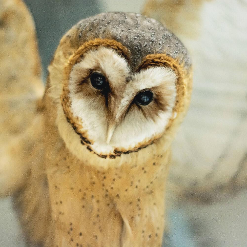 Постер альбома Owl