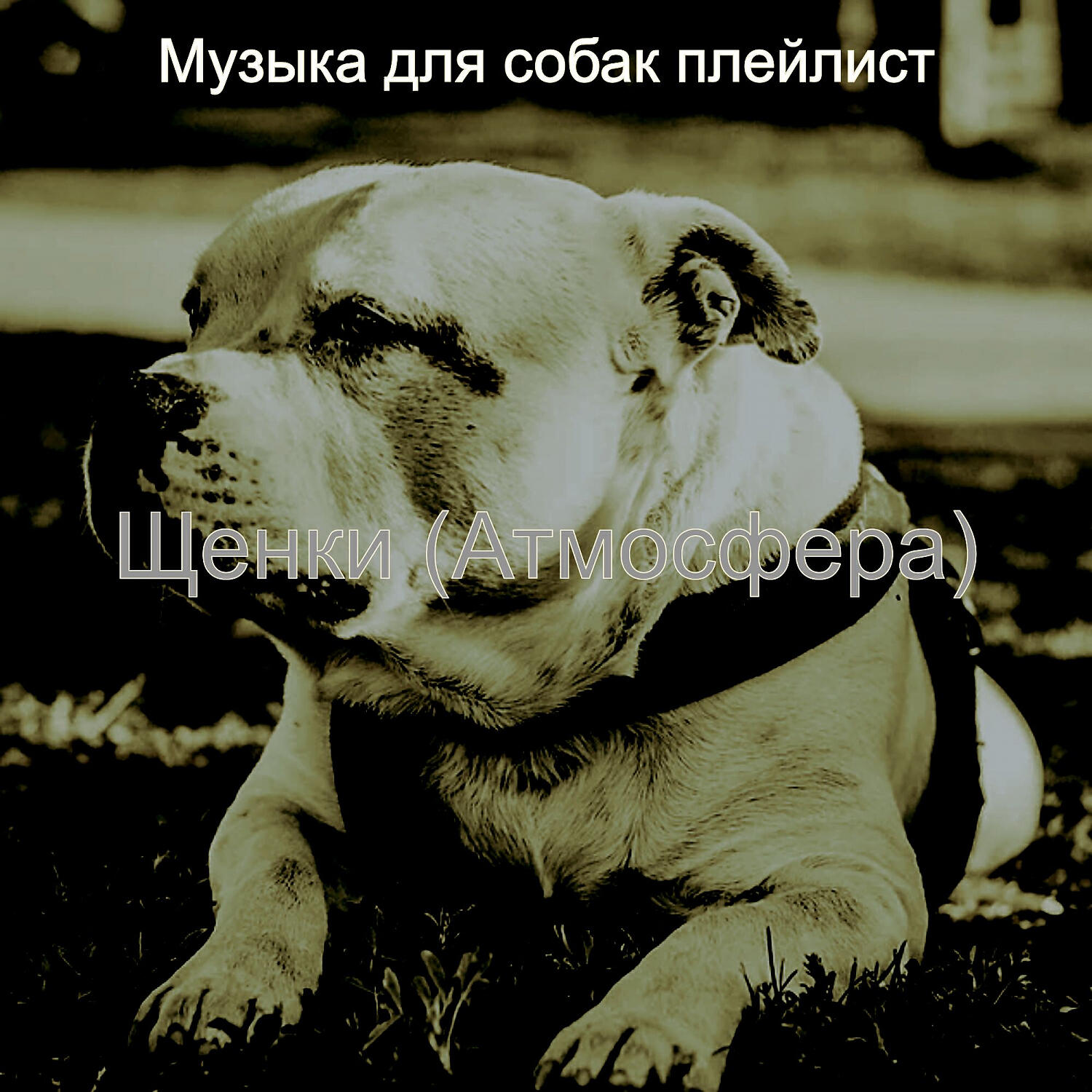 Музыка для собак плейлист